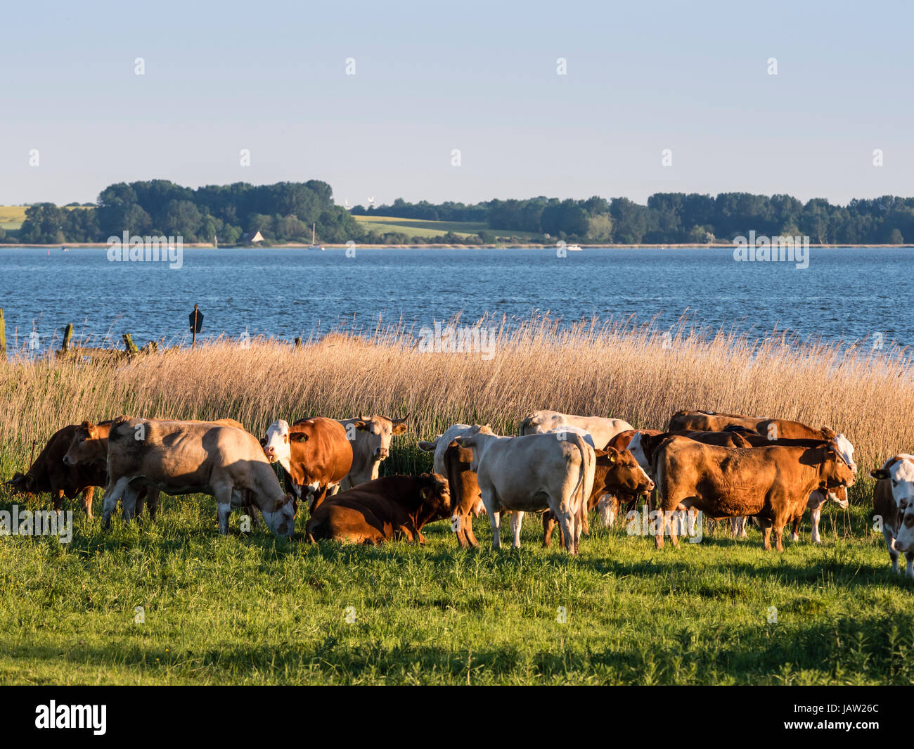 Le mucche al pascolo al Waterfront, paesaggio Bodden vicino a Zingst, reed lungo il lungomare, Zingst, Mar Baltico, penisola di Fischland-Darß-Zingst, Me Foto Stock