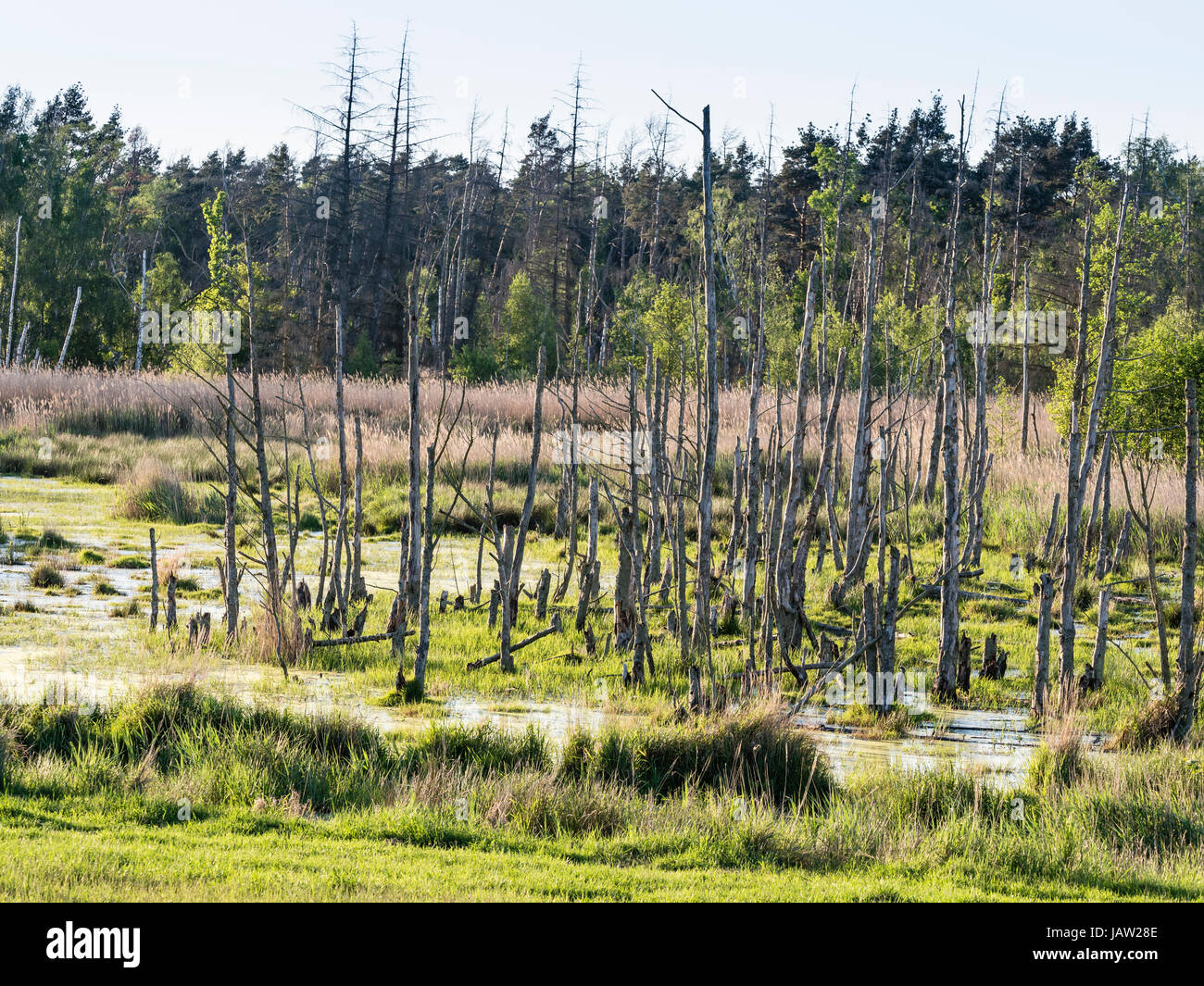 Parco nazionale di 'Vorpommersche Boddenlandschaft', gli alberi morti sui prati allagati, Zingst, Mar Baltico, penisola di Fischland-Darß-Zingst, Mecklenburg-Vo Foto Stock
