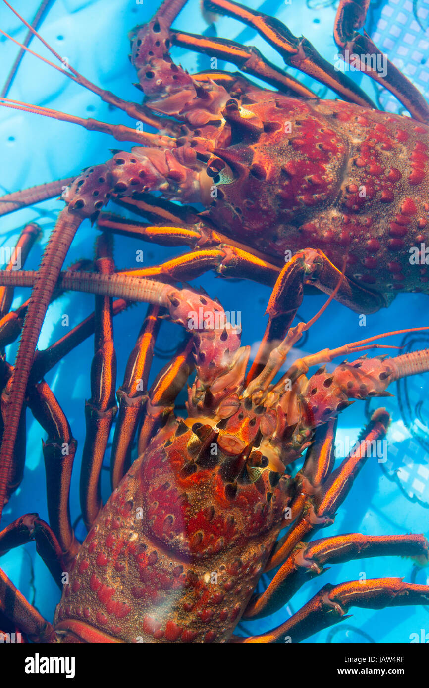 Aragoste vive per la vendita, Santa Barbara Porto e frutti di mare Festival, Santa Barbara, California Foto Stock