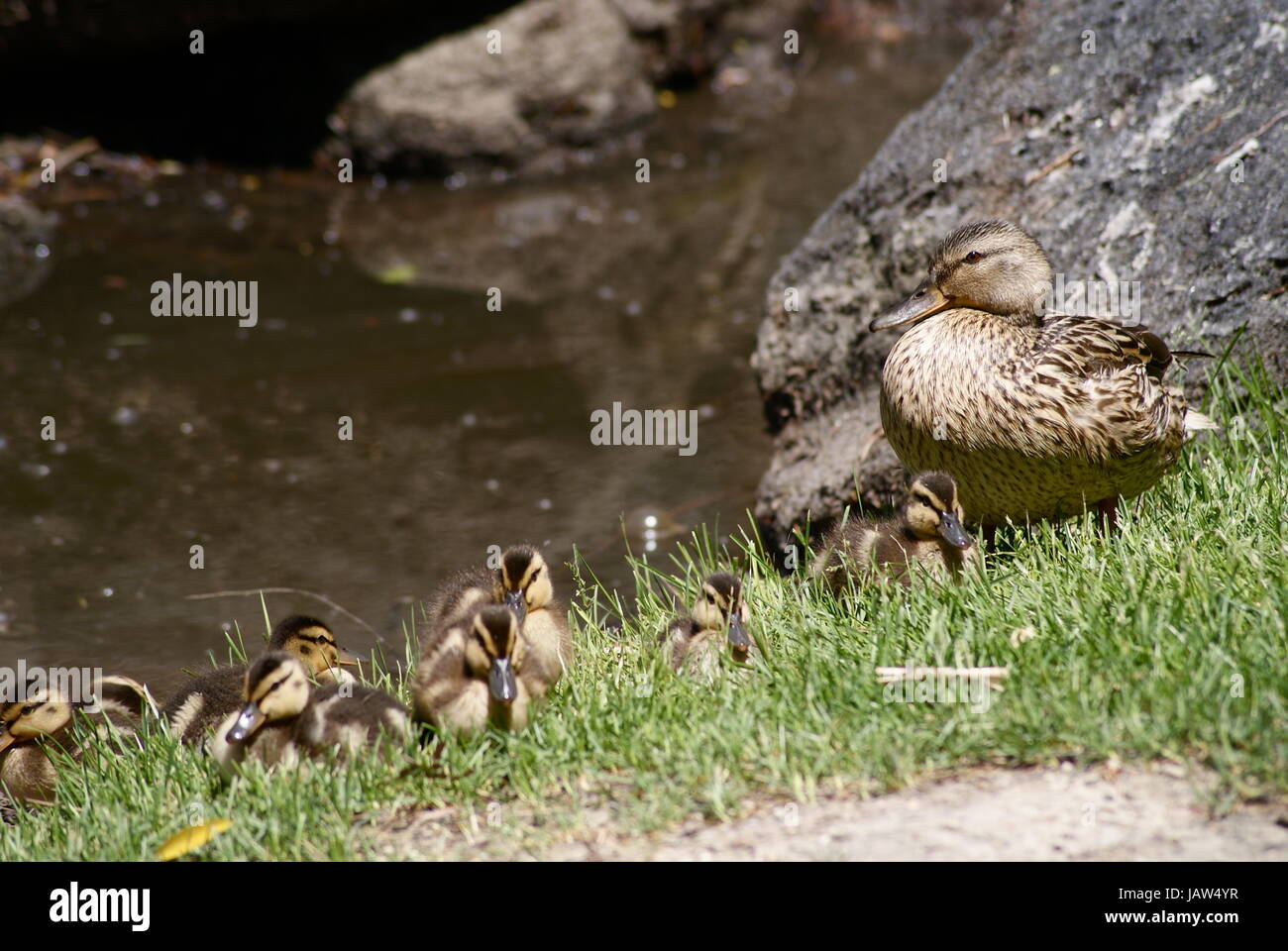 Madre Mallard duck osservando il suo nuovo anatroccoli al litorale. Foto Stock