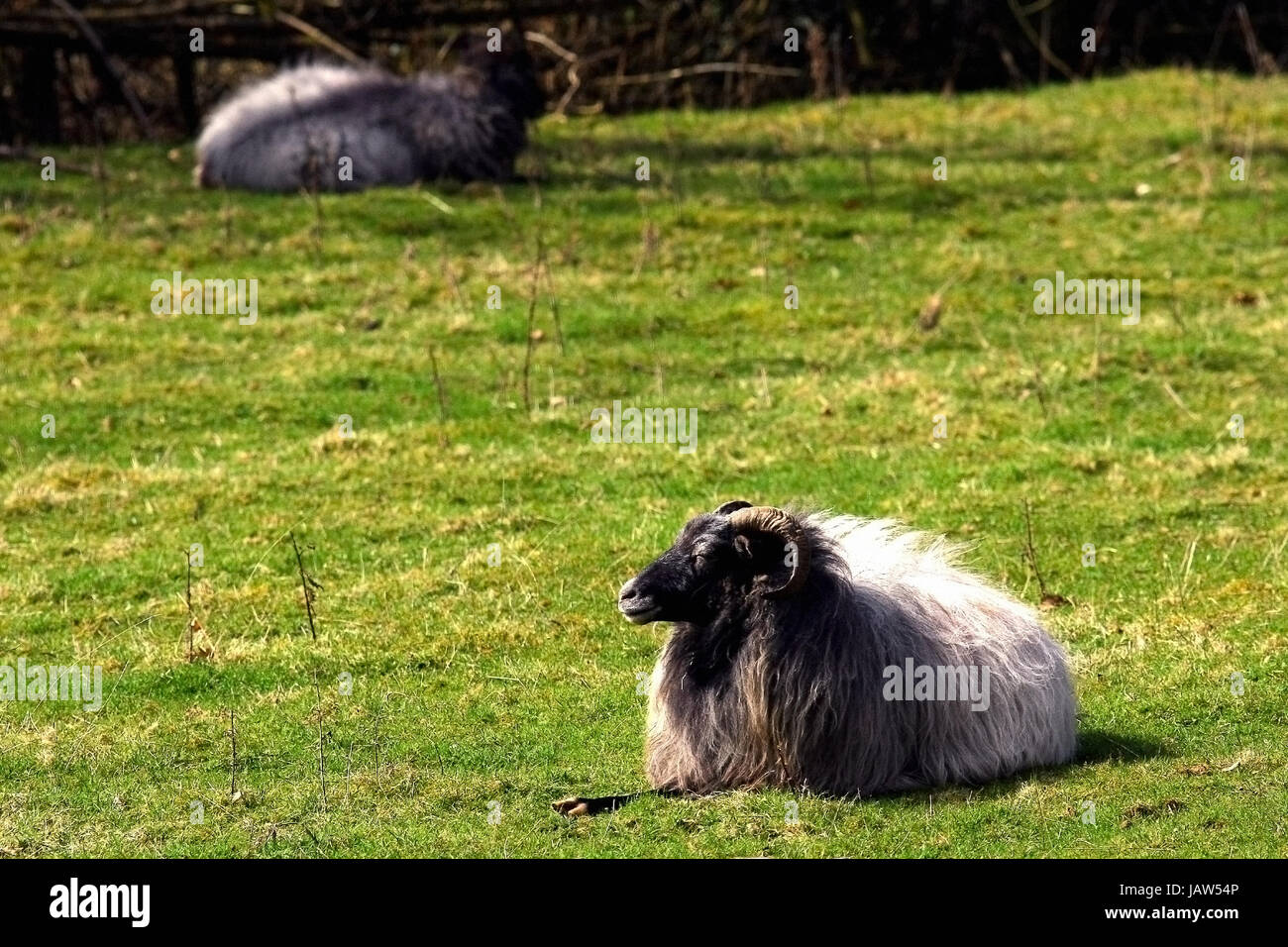 Ram scaldarsi su sun al pascolo. Estate giornata di sole. Foto Stock