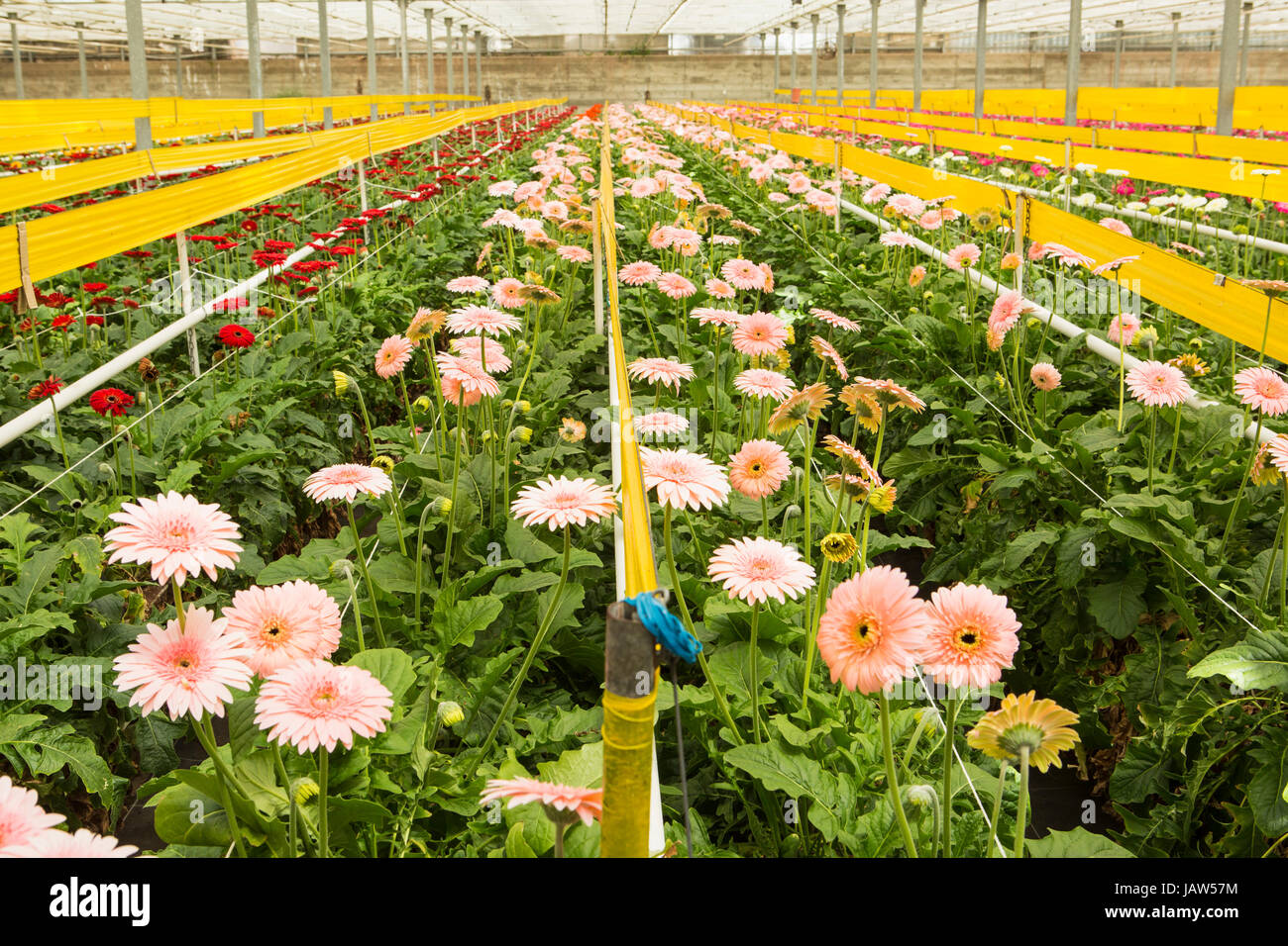 Gerbera margherite sono coltivate in una serra commerciale in Carpinteria, California Foto Stock