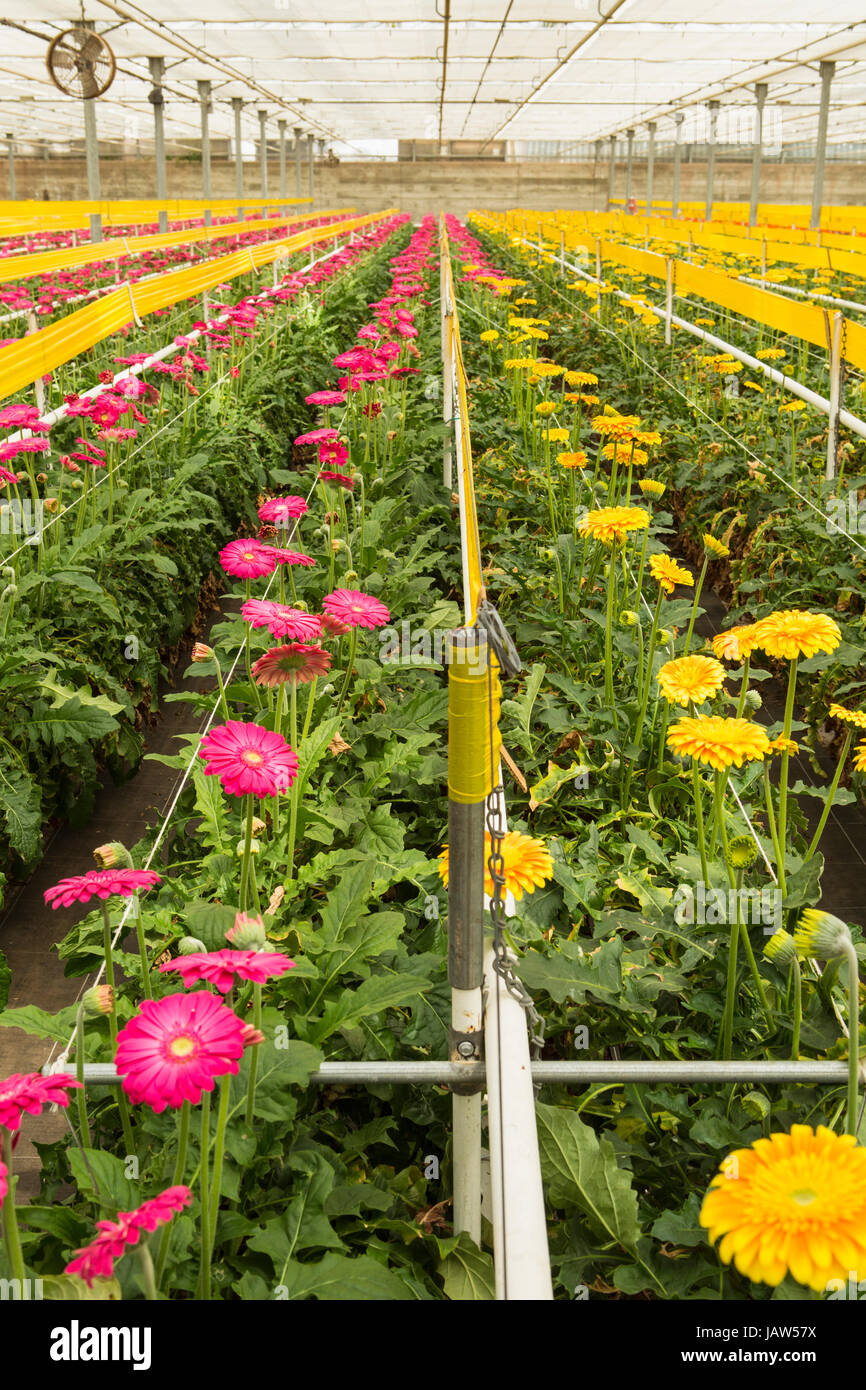 Gerbera margherite sono coltivate in una serra commerciale in Carpinteria, California Foto Stock