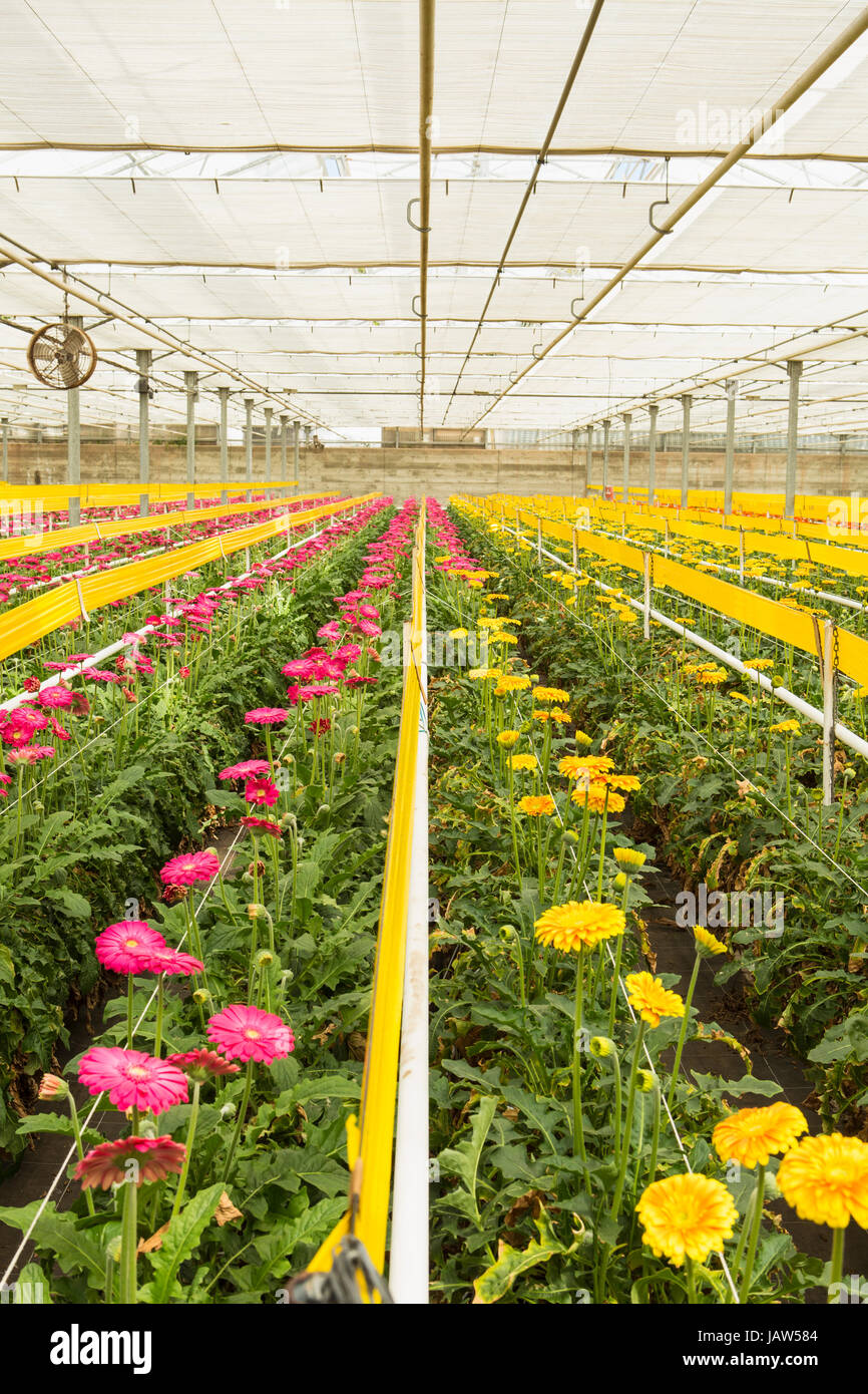 Gerbera margherite sono coltivate in una serra commerciale in Carpinteria, California Foto Stock