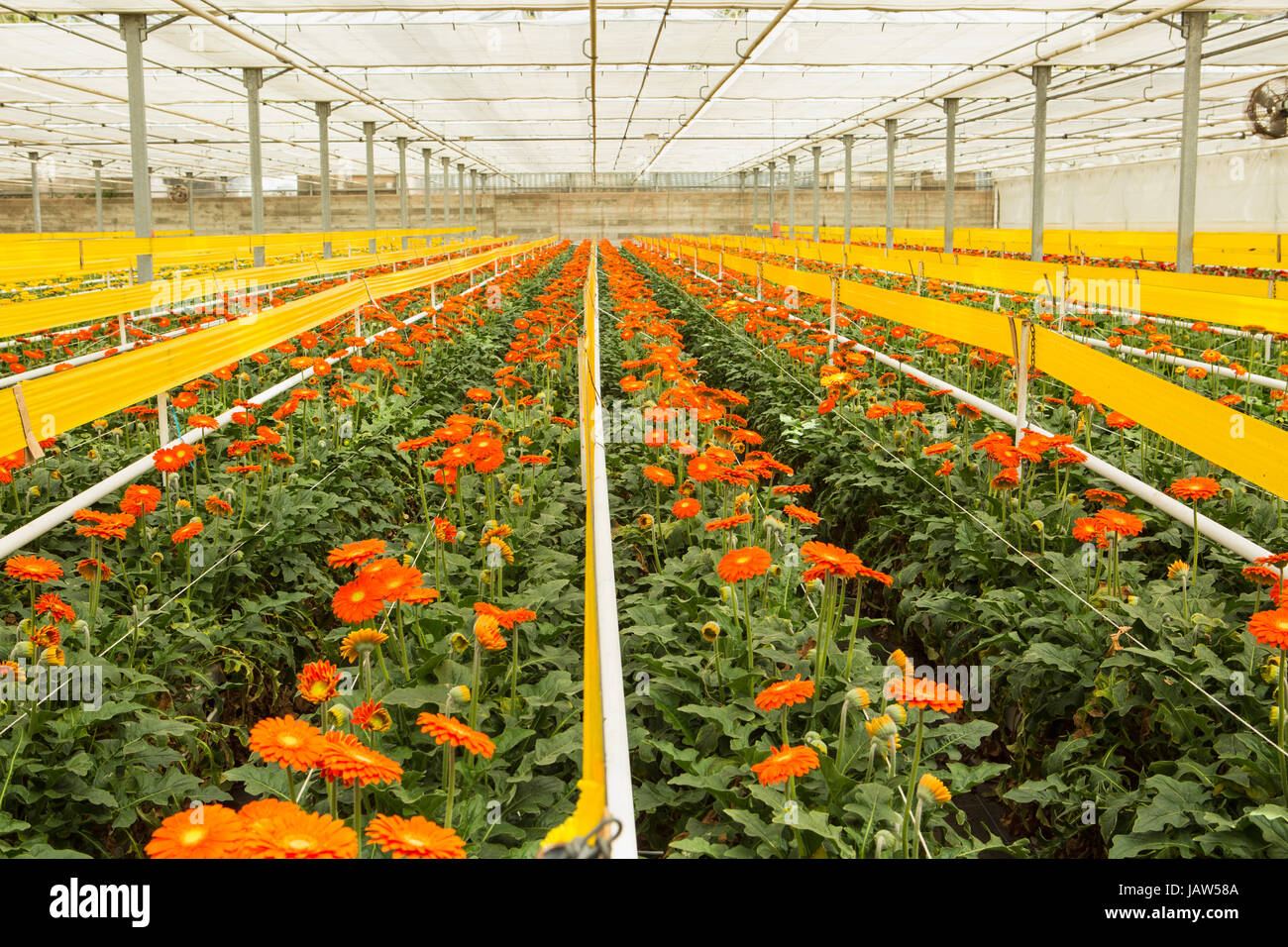 Gerbera margherite sono coltivate in una serra commerciale in Carpinteria, California Foto Stock