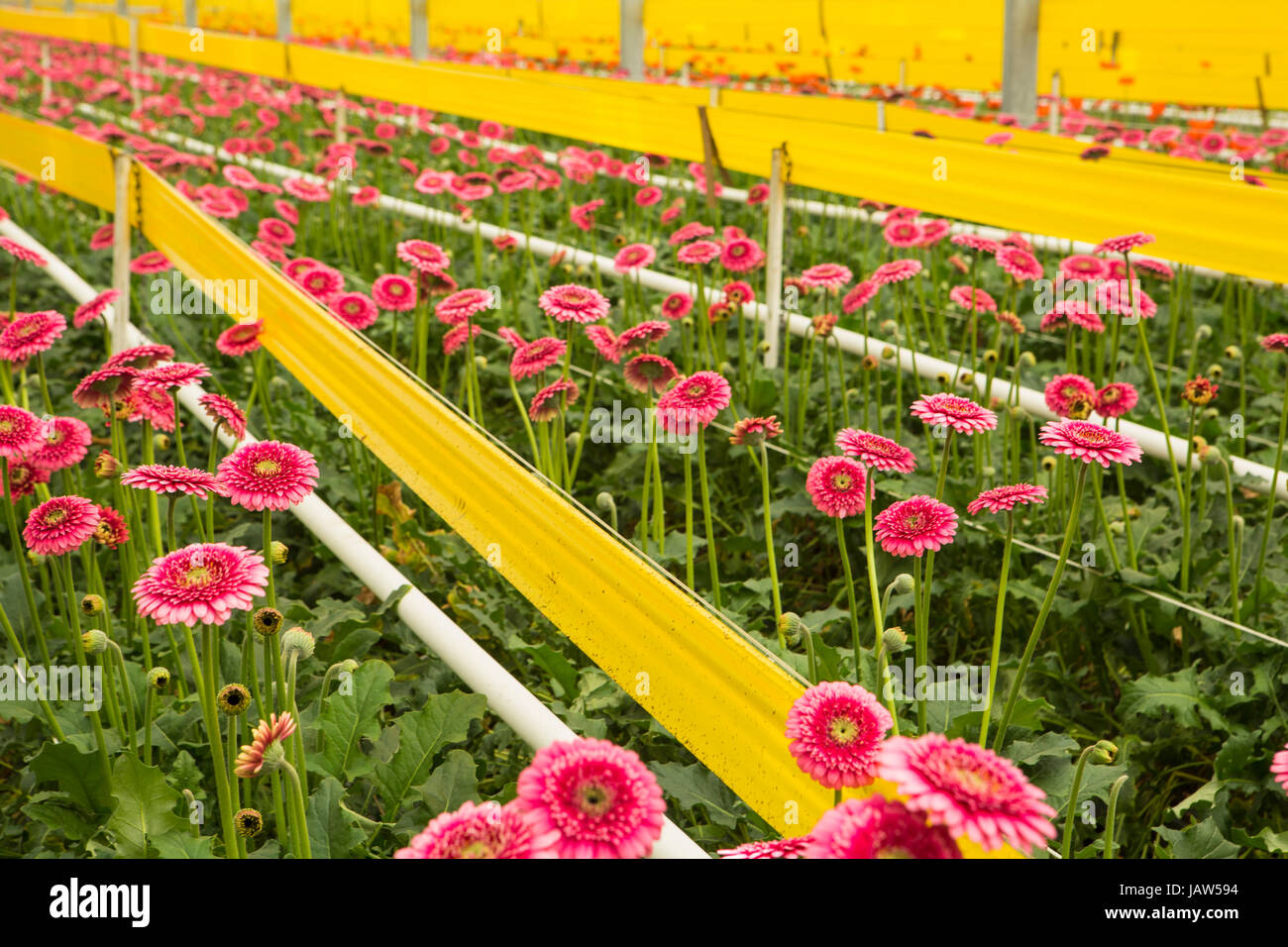Gerbera margherite sono coltivate in una serra commerciale in Carpinteria, California Foto Stock