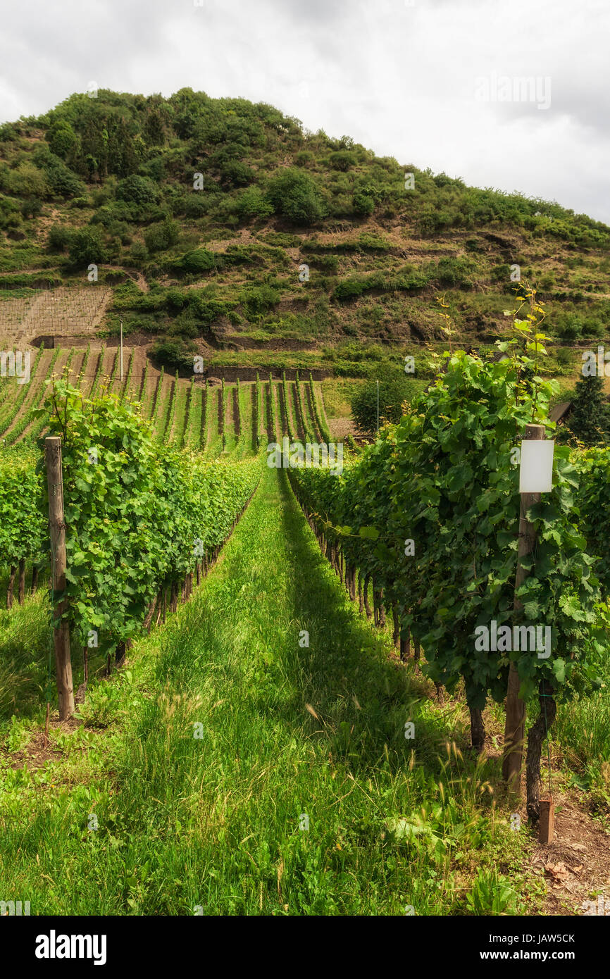Vigneto in Germania sud-occidentale Renania in estate Foto Stock