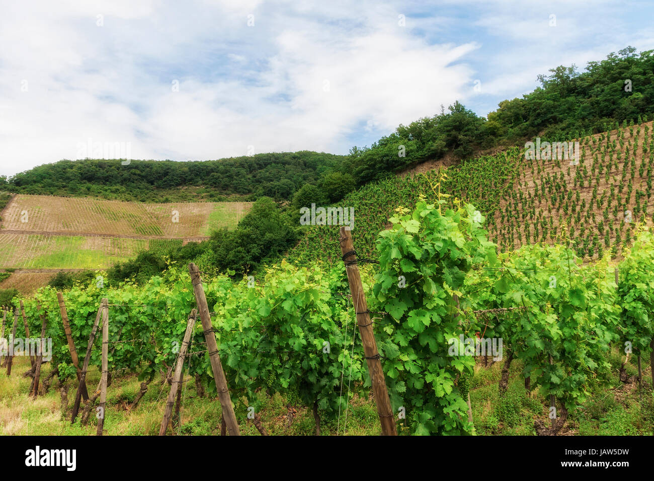 Vigneto in Germania sud-occidentale Renania in estate Foto Stock