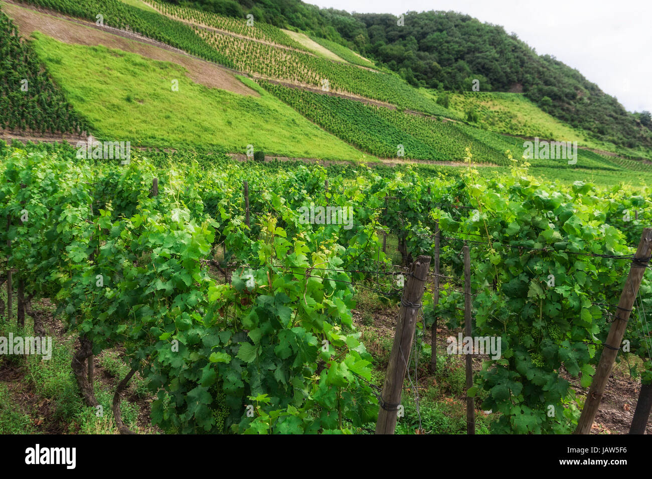 Vigneto in Germania sud-occidentale Renania in estate Foto Stock