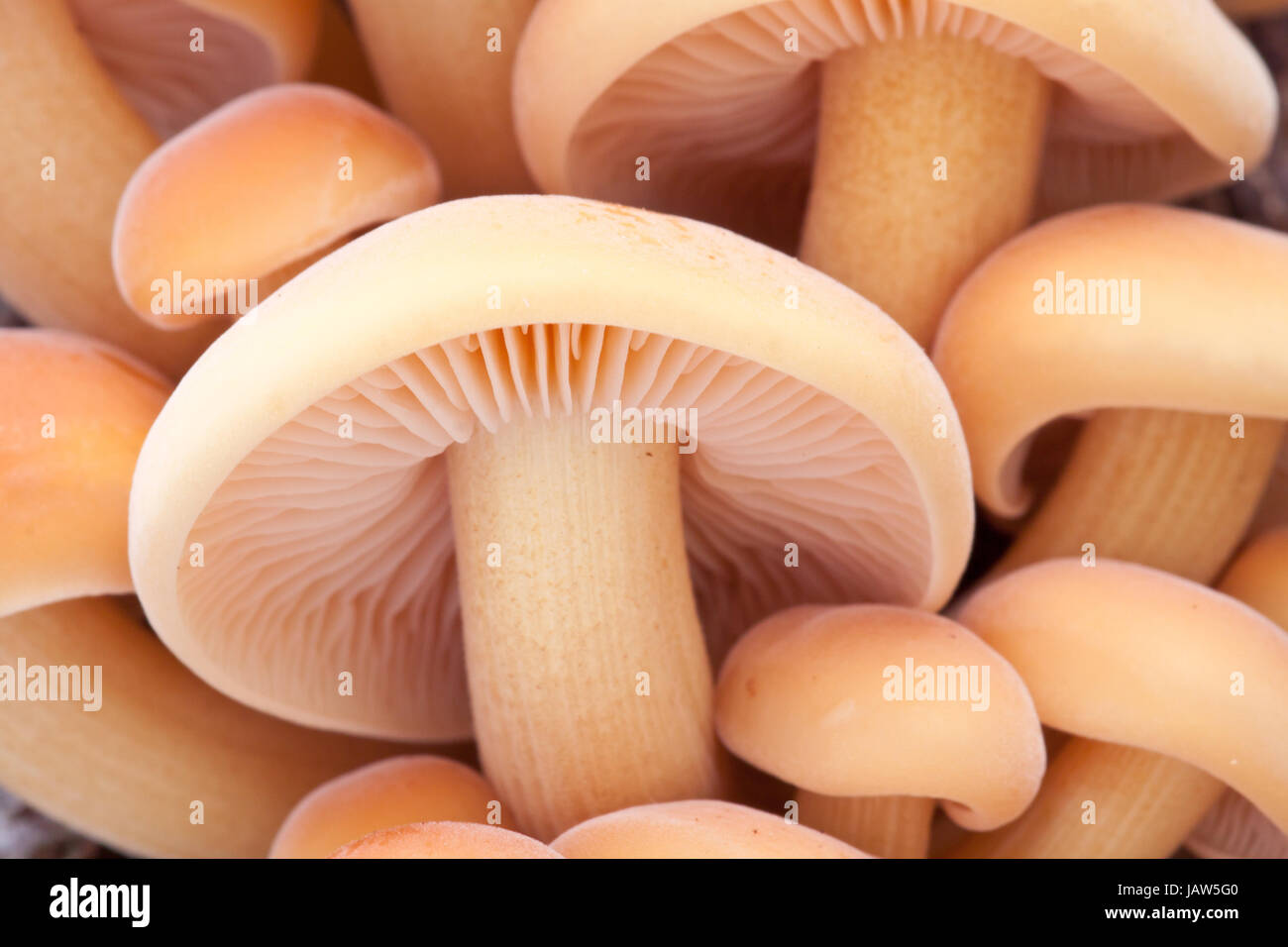 Flammulina Foto Stock