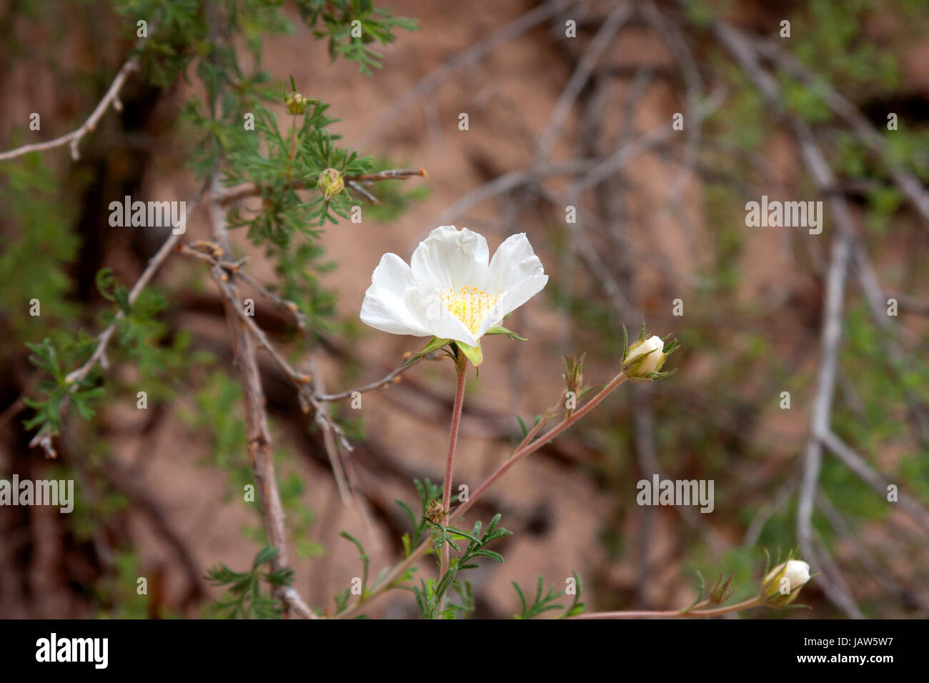 Un singolo pennacchio di Apache fiore in primo piano Foto Stock