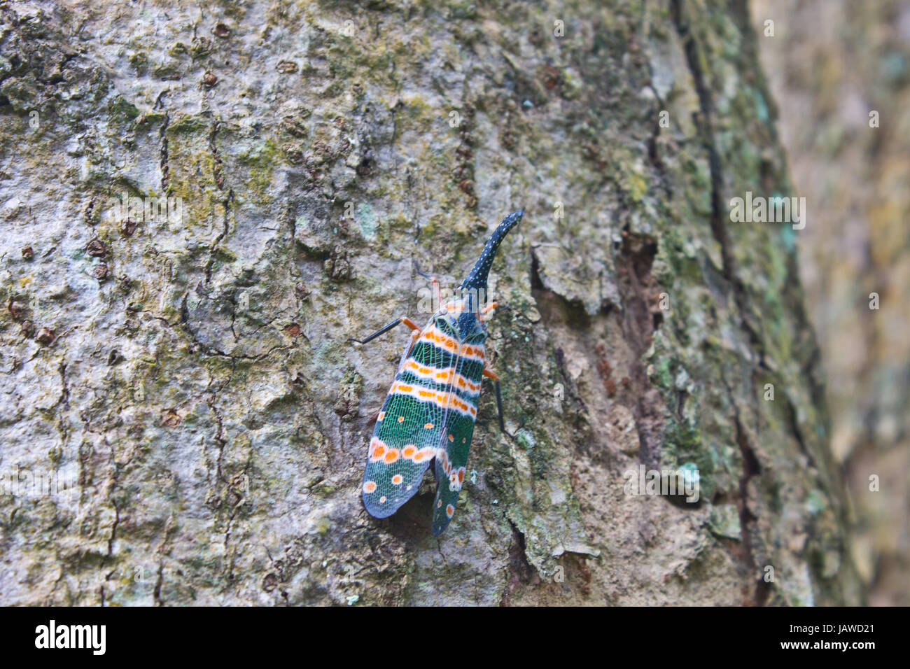 Lanternflies insetto, insetto di bellezza su albero nella foresta Foto Stock