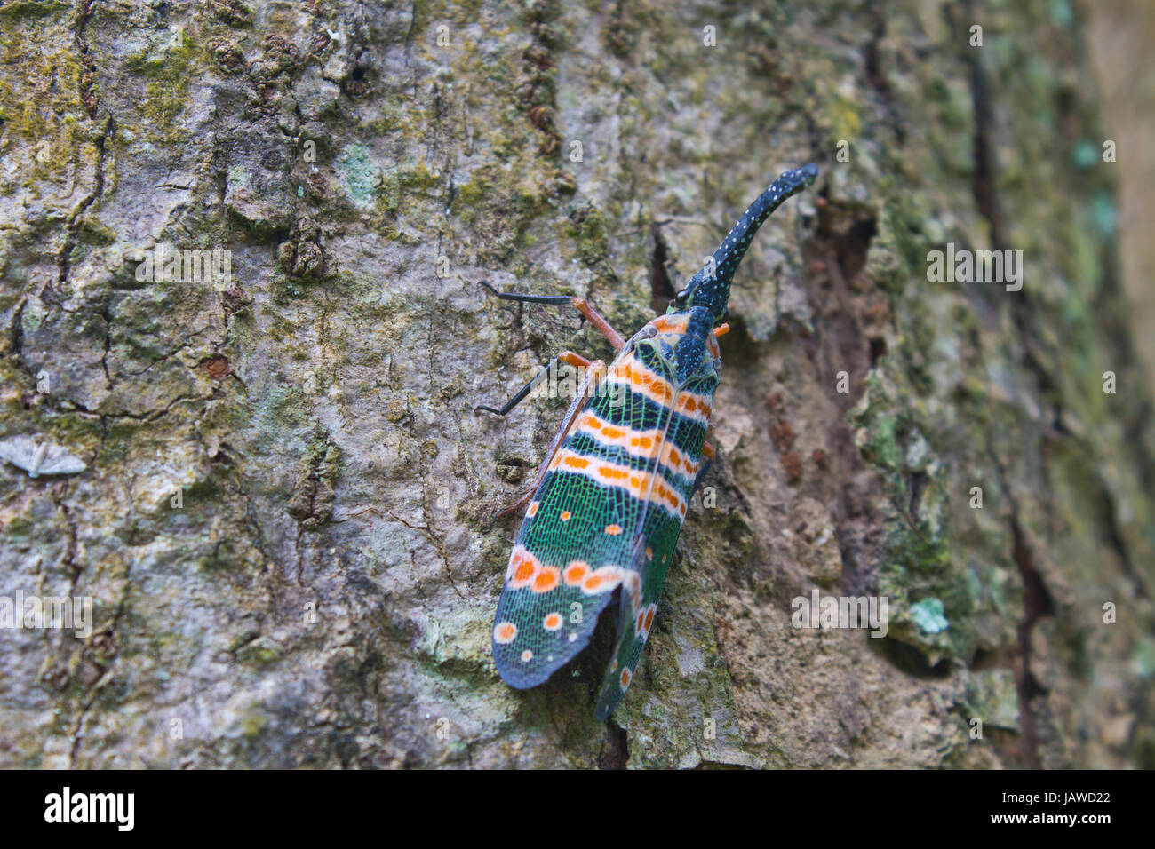 Lanternflies insetto, insetto di bellezza su albero nella foresta Foto Stock