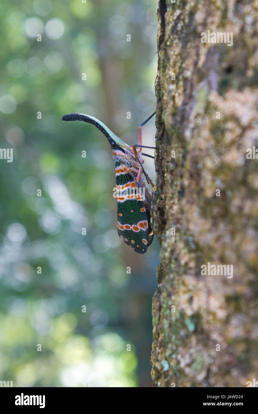 Lanternflies insetto, insetto di bellezza su albero nella foresta Foto Stock