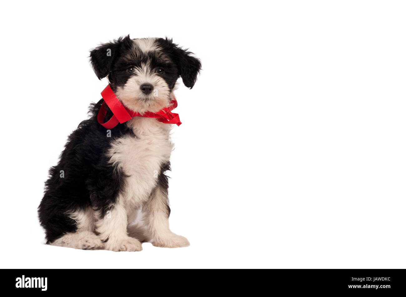 Chinese Crested Dog - Polvere-puff cucciolo su uno sfondo bianco con spazio per il testo. Foto Stock