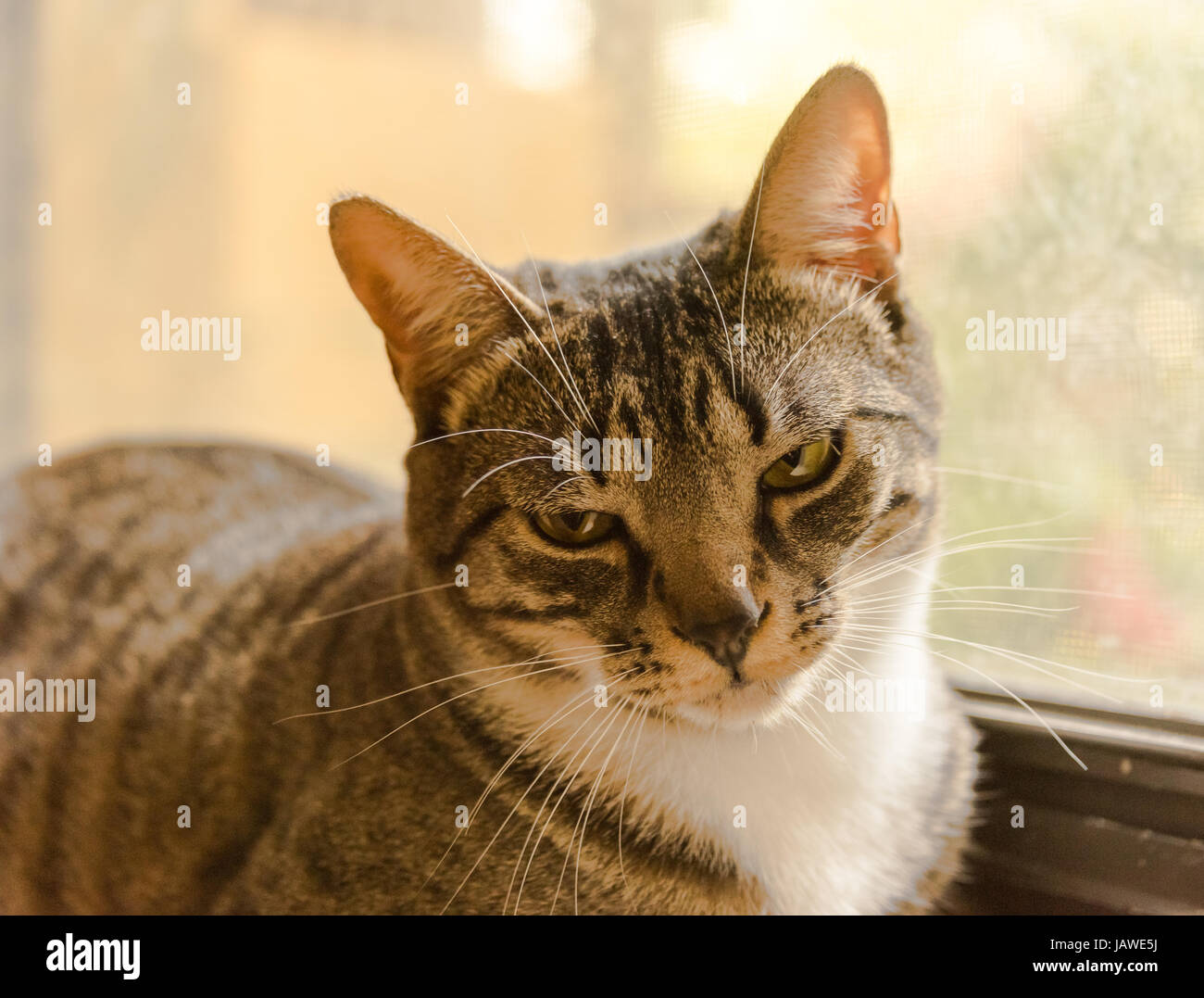 Grigio e Nero gatto striato sul davanzale Foto Stock