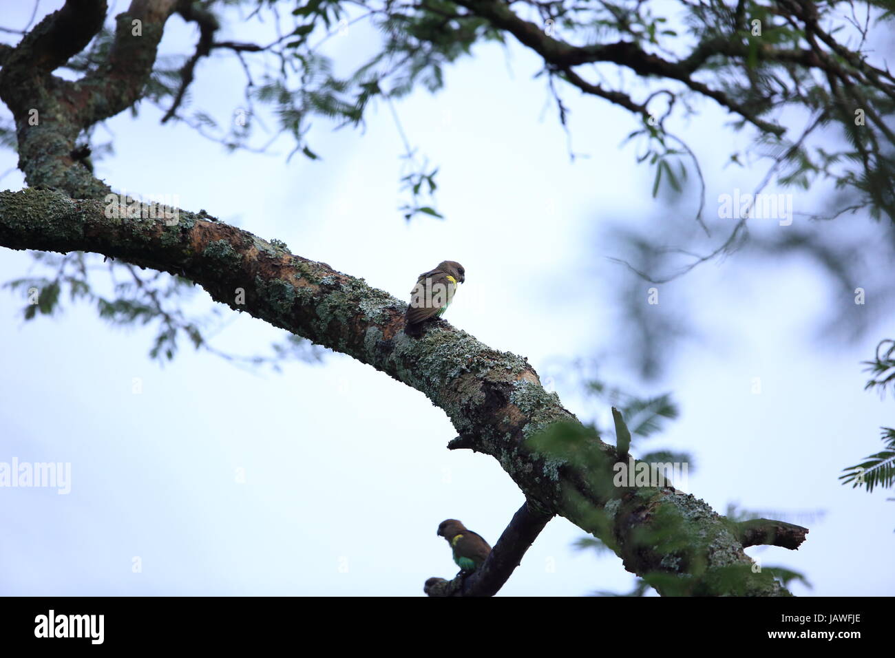 Meyer, Parrot (Poicephalus meyeri) in Zambia Foto Stock