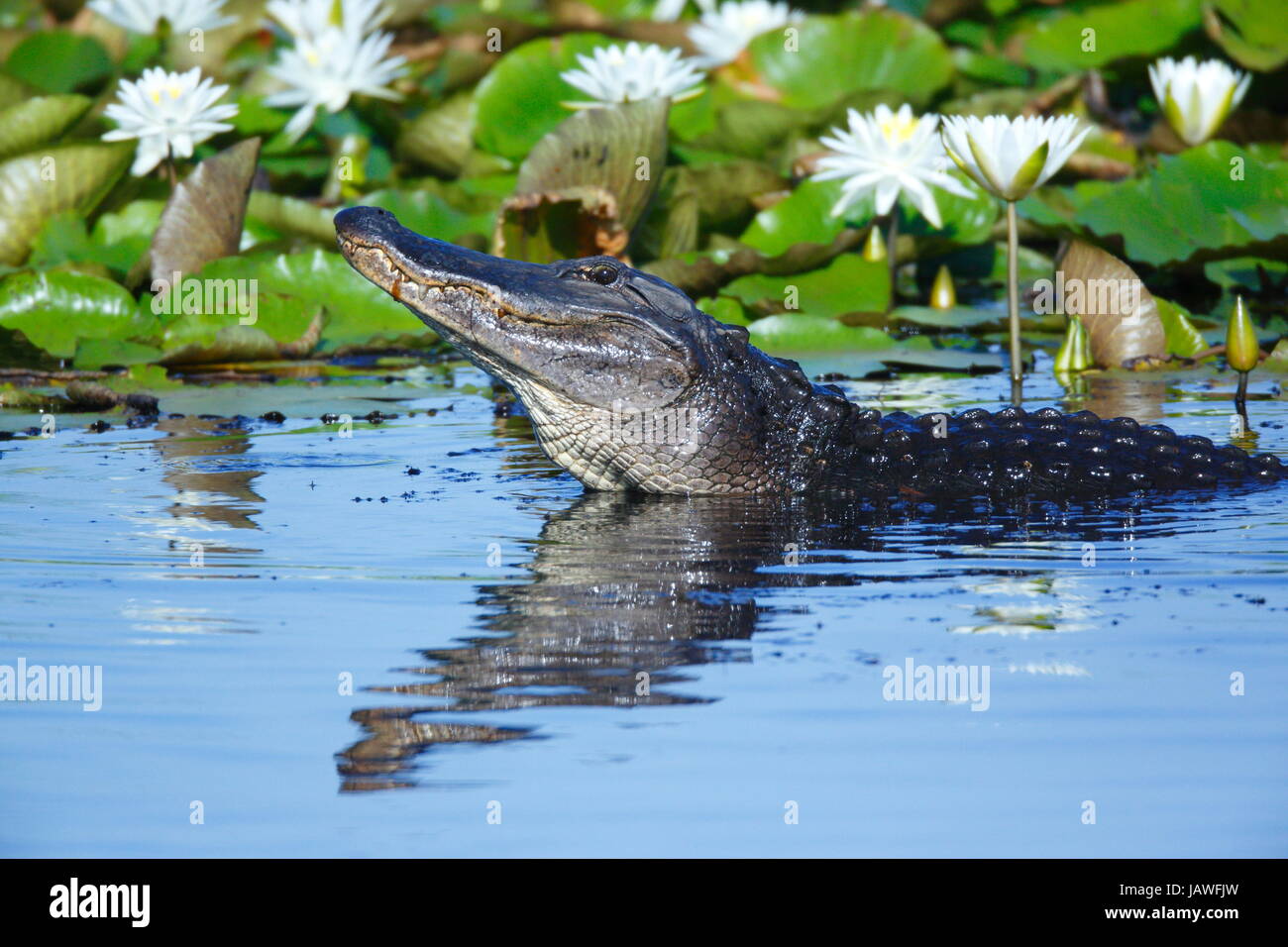 Un maschio di American alligatori, alligatore mississippiensis, muggito. Foto Stock