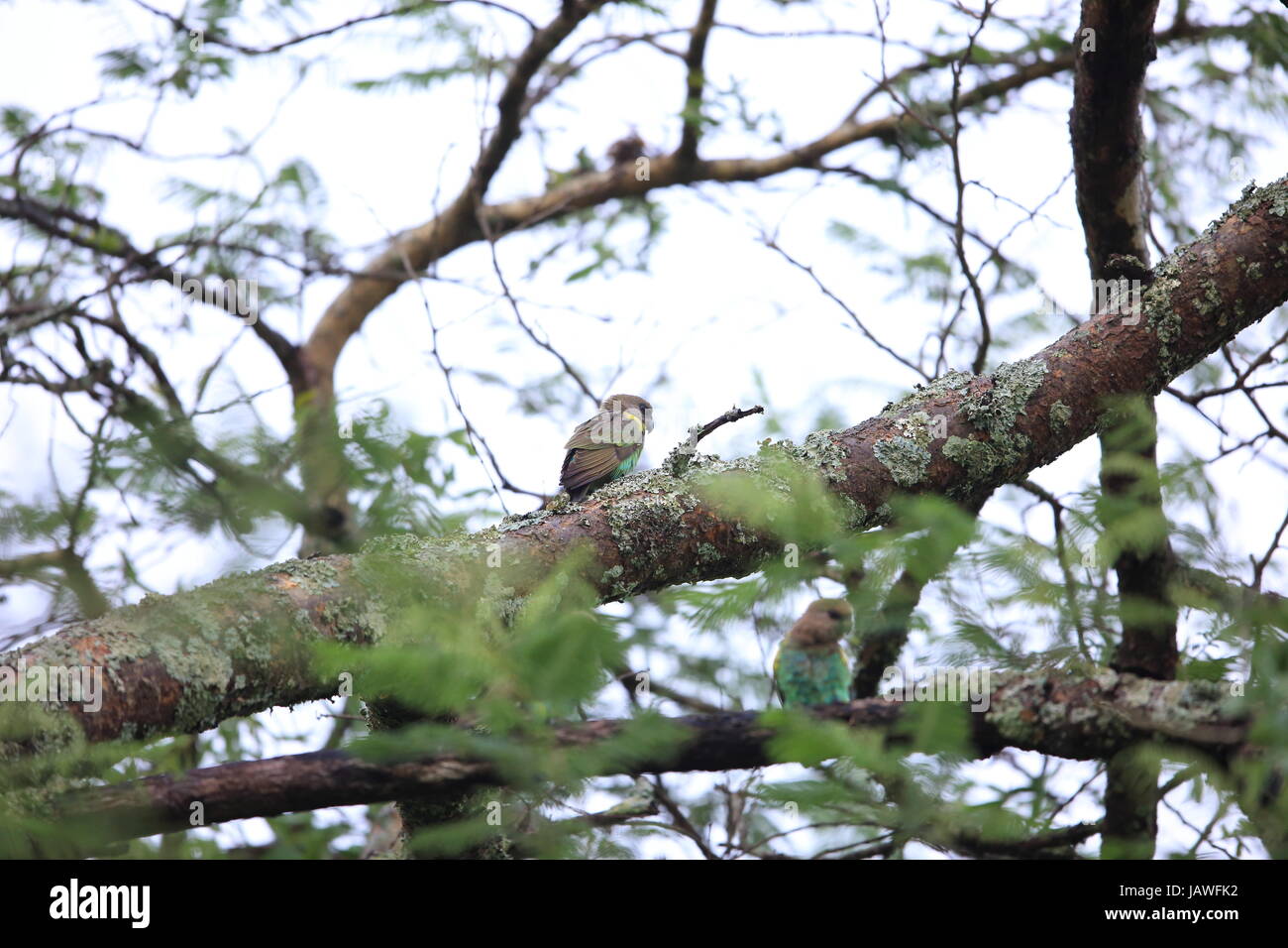 Meyer, Parrot (Poicephalus meyeri) in Zambia Foto Stock