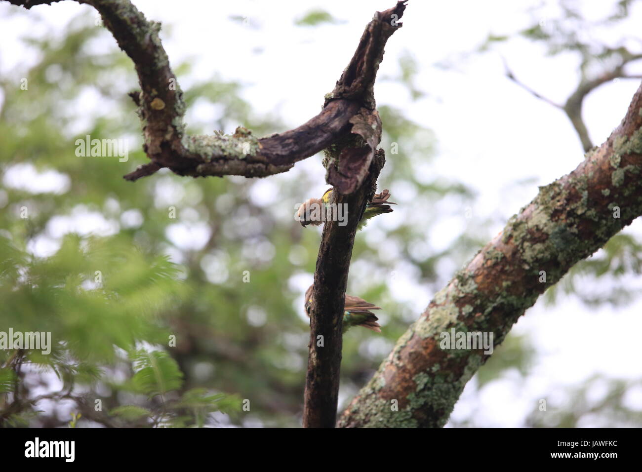 Meyer, Parrot (Poicephalus meyeri) in Zambia Foto Stock
