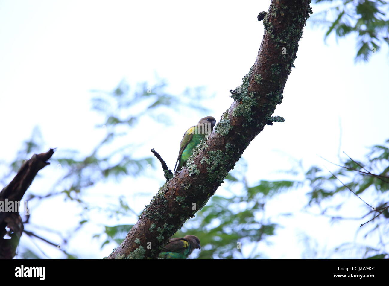 Meyer, Parrot (Poicephalus meyeri) in Zambia Foto Stock