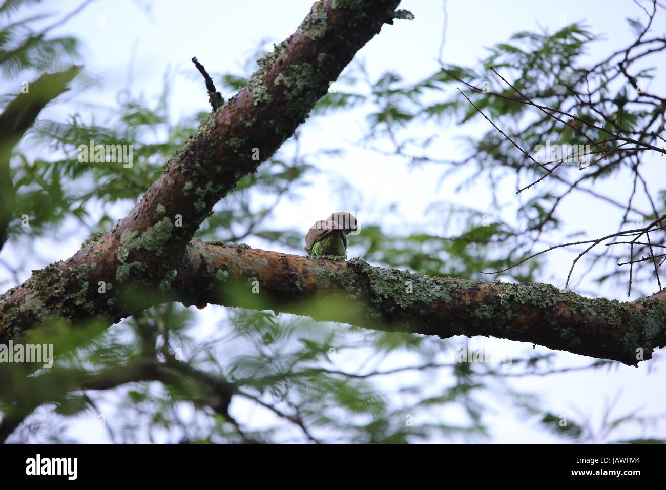 Meyer, Parrot (Poicephalus meyeri) in Zambia Foto Stock