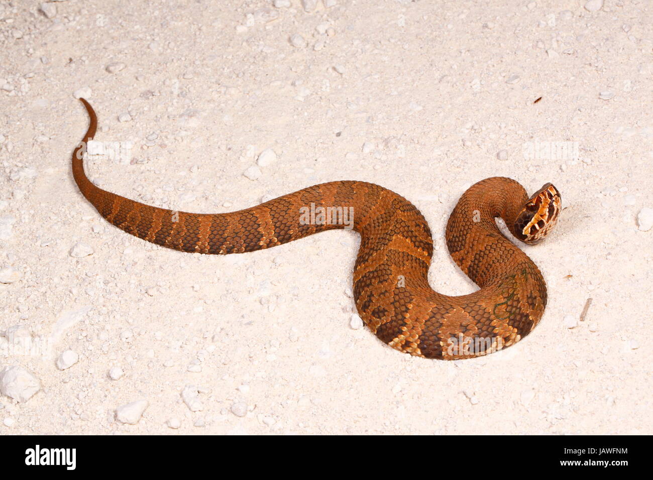 Una Florida cottonmouth, Agkistrodon piscivorus, è in grado di erogare un fatale morso velenoso. Foto Stock