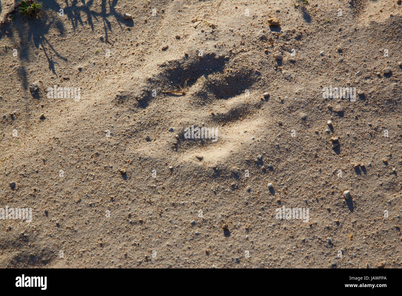 Stampa della zampa di una florida panther, Puma concolor. Foto Stock