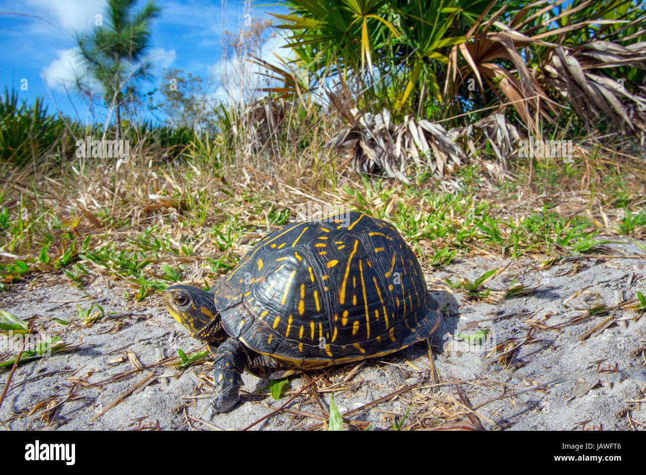 Una scatola di Florida tartaruga, Terrapene Carolina bauri. Foto Stock