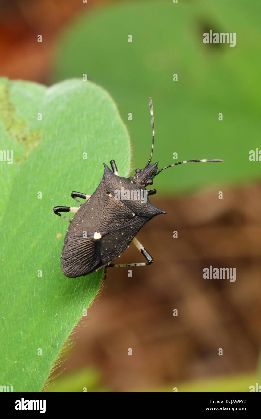 Un nero stink bug, i proxy punctulatus, su un impianto di foglia. Foto Stock