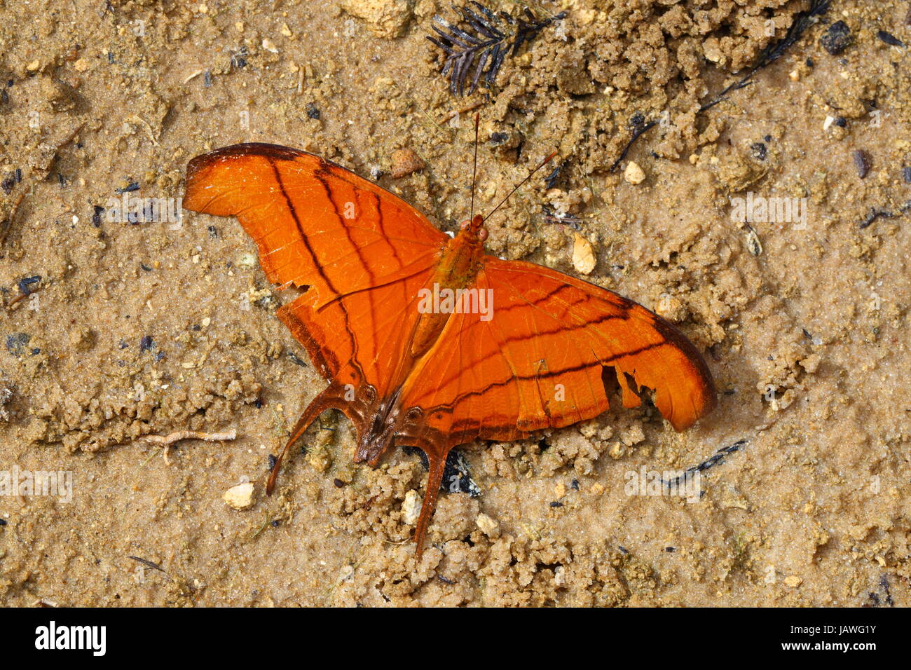 Un rubicondo daggerwing, Marpesia petreus, sorseggiando il nettare da un fiore di palude in Florida's Everglades. Foto Stock