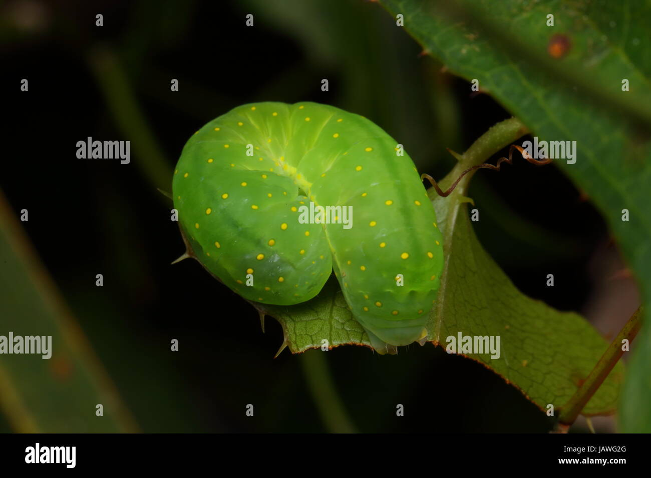 Un macchiato Phosphila, Phosphila miselioudes, arricciata in posizione difensiva. Foto Stock