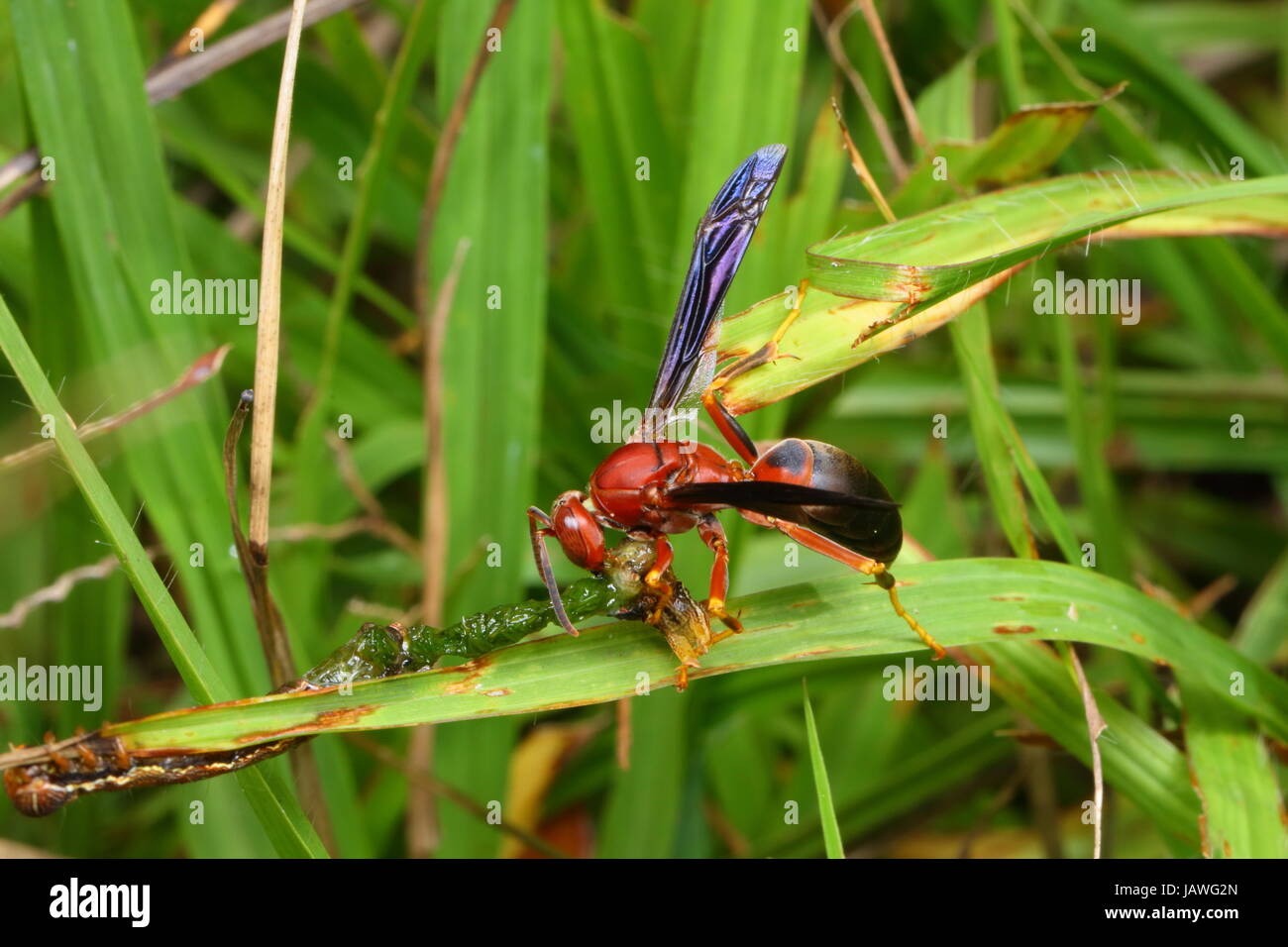 In prossimità di una carta wasp, Polistes specie. Foto Stock