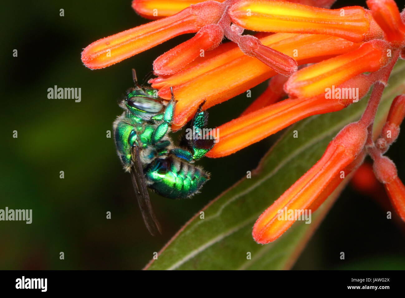 Un'orchidea bee sips firebush nettare. Foto Stock