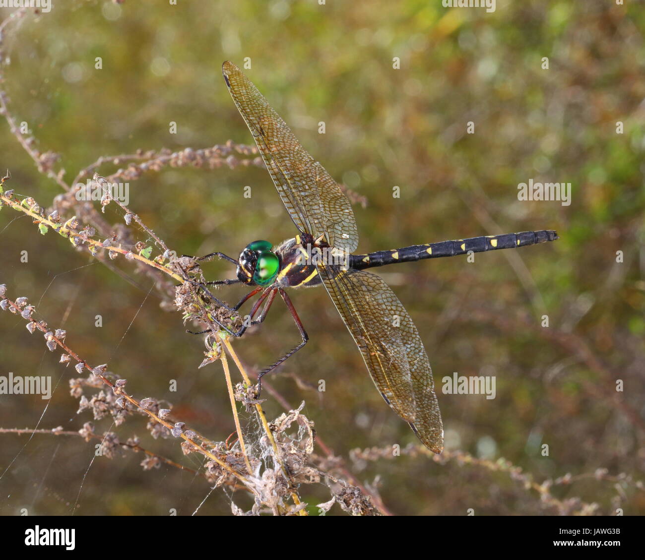 Un regal darner dragonfly, Coryphaeschna ingens, dopo emergente dalla ninfa stadio. Foto Stock