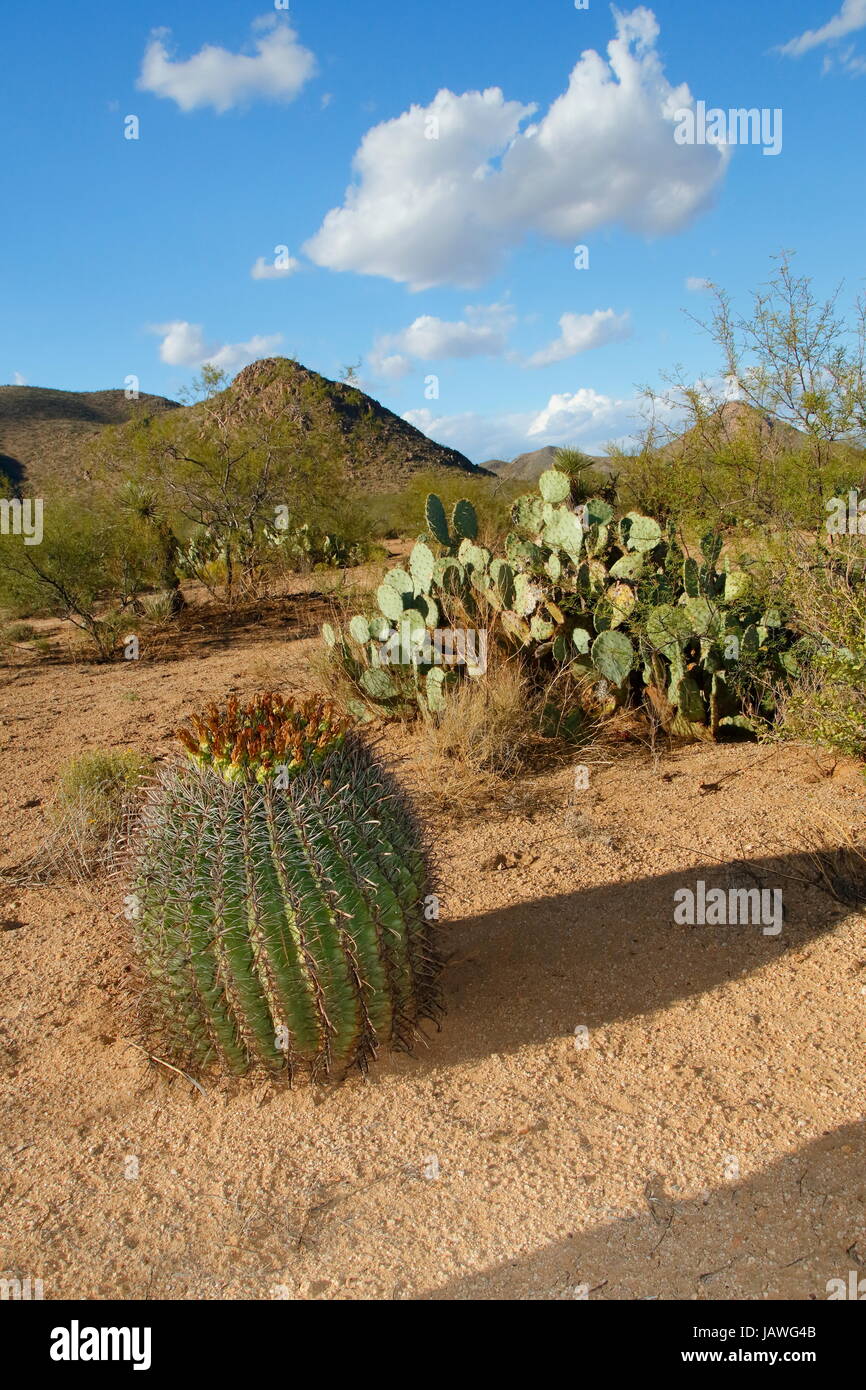 Un barile cactus e ficodindia nel deserto dell'Arizona. Foto Stock