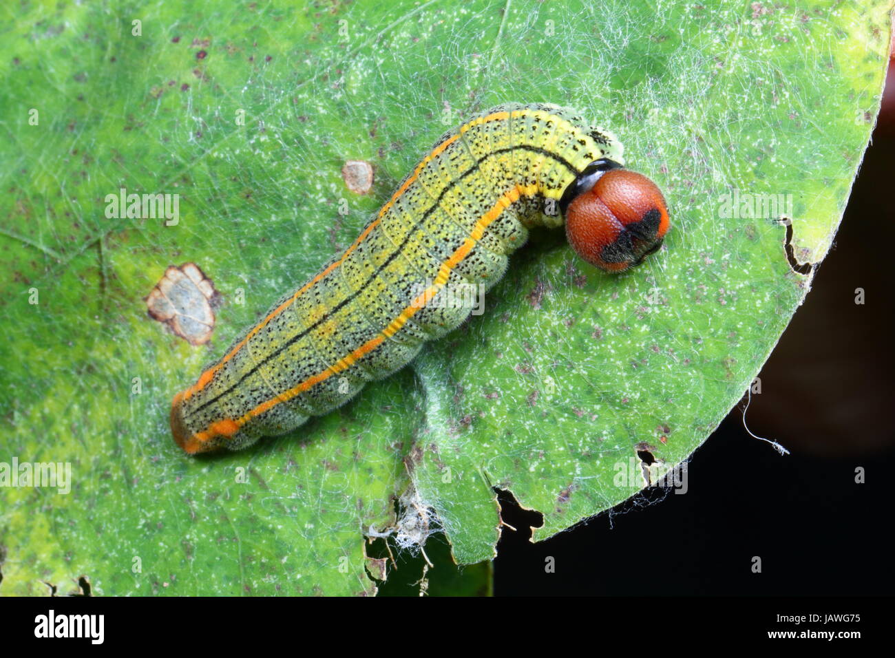 Una lunga coda di skipper butterfly caterpillar, Urbanus proteus, sulla sua protezione foglie ripiegate lair. Foto Stock