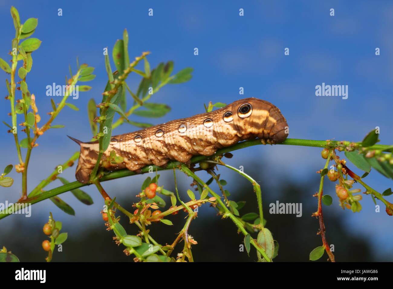 Una tersa shinx moth caterpillar, Xylophanes tersa, strisciando su di un impianto dello stelo. Foto Stock