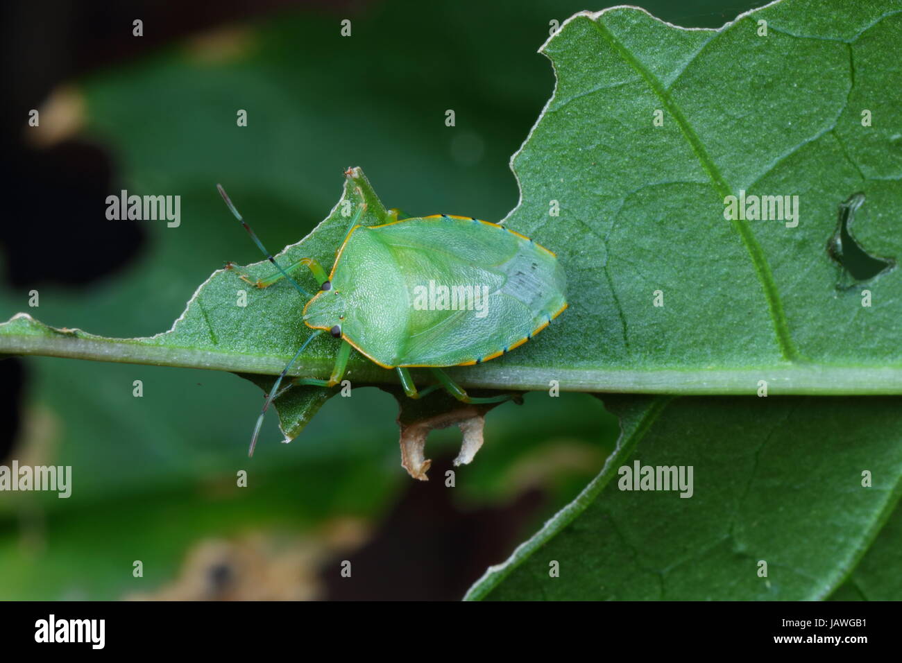 Adulto verde meridionale stink bug, Nezara viridula, strisciando sulle piante. Foto Stock