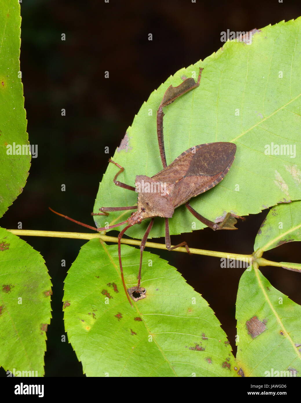 Florida leaf footed bug, Acanthocephala femorata, su una foglia. Foto Stock