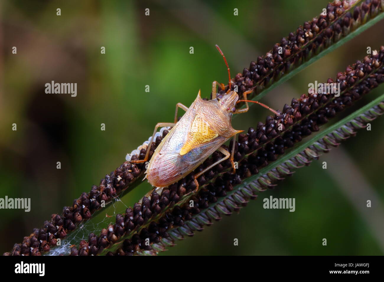 Un riso stink bug, Oebalus pugnax, strisciando su di un impianto levetta. Foto Stock