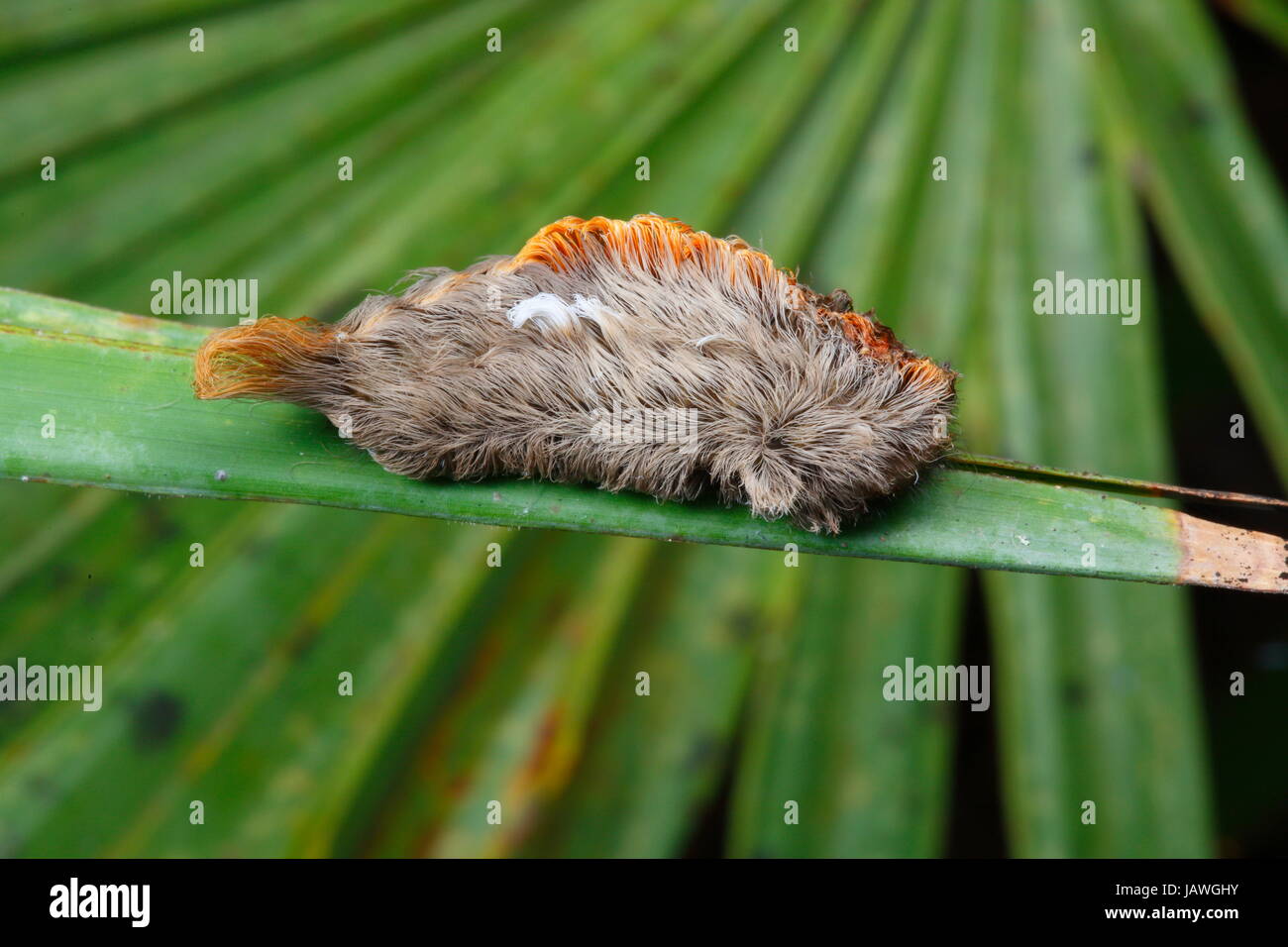 Close up di un southern puss caterpillar, Megalopyge opercularis. Foto Stock