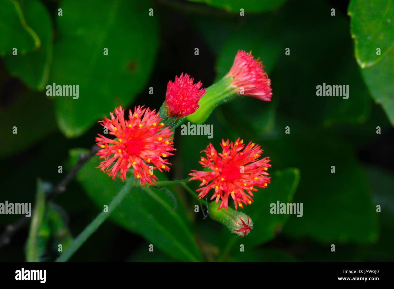 Una Florida fiocco fiore, Emilia fosbergii, in piena fioritura. Foto Stock