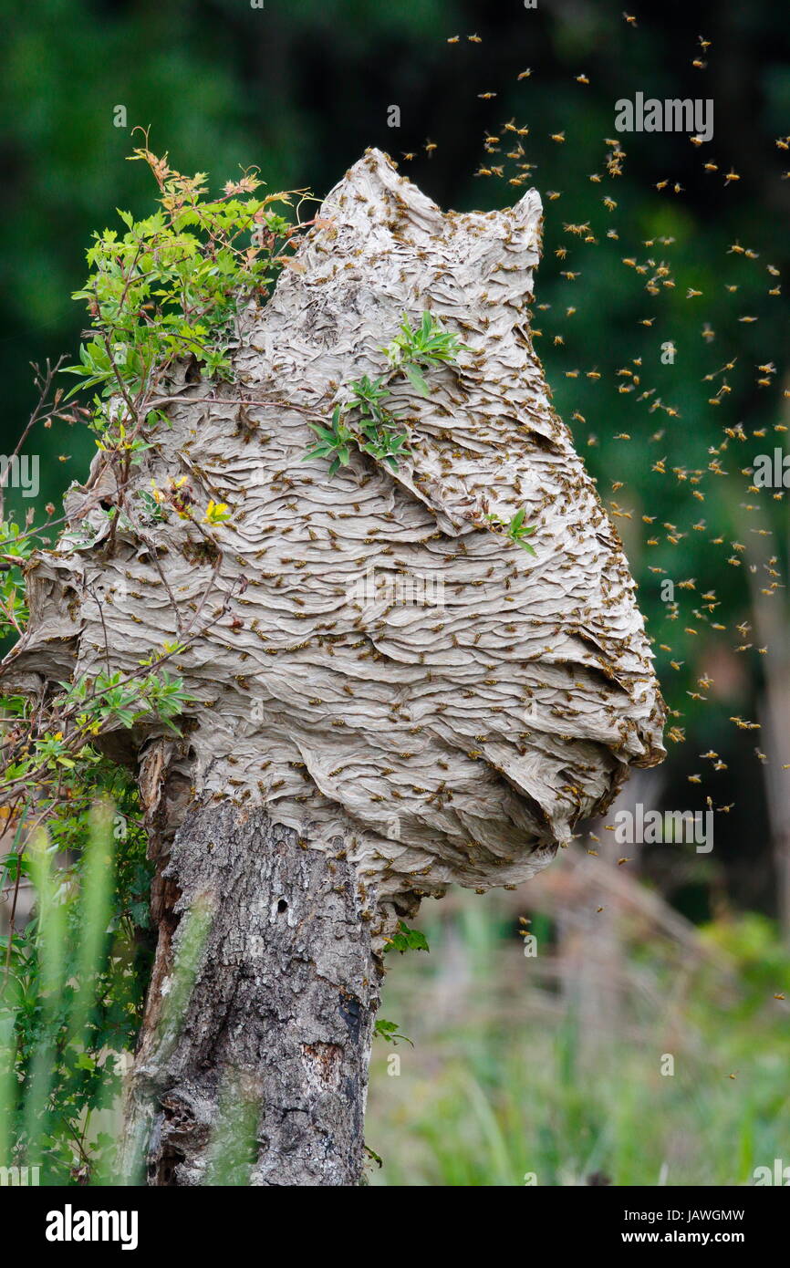 Yellowjacket calabroni, Vespula maculifrons, in volo intorno a loro cinque piedi di altezza alveare costruita su un tronco di albero. Foto Stock
