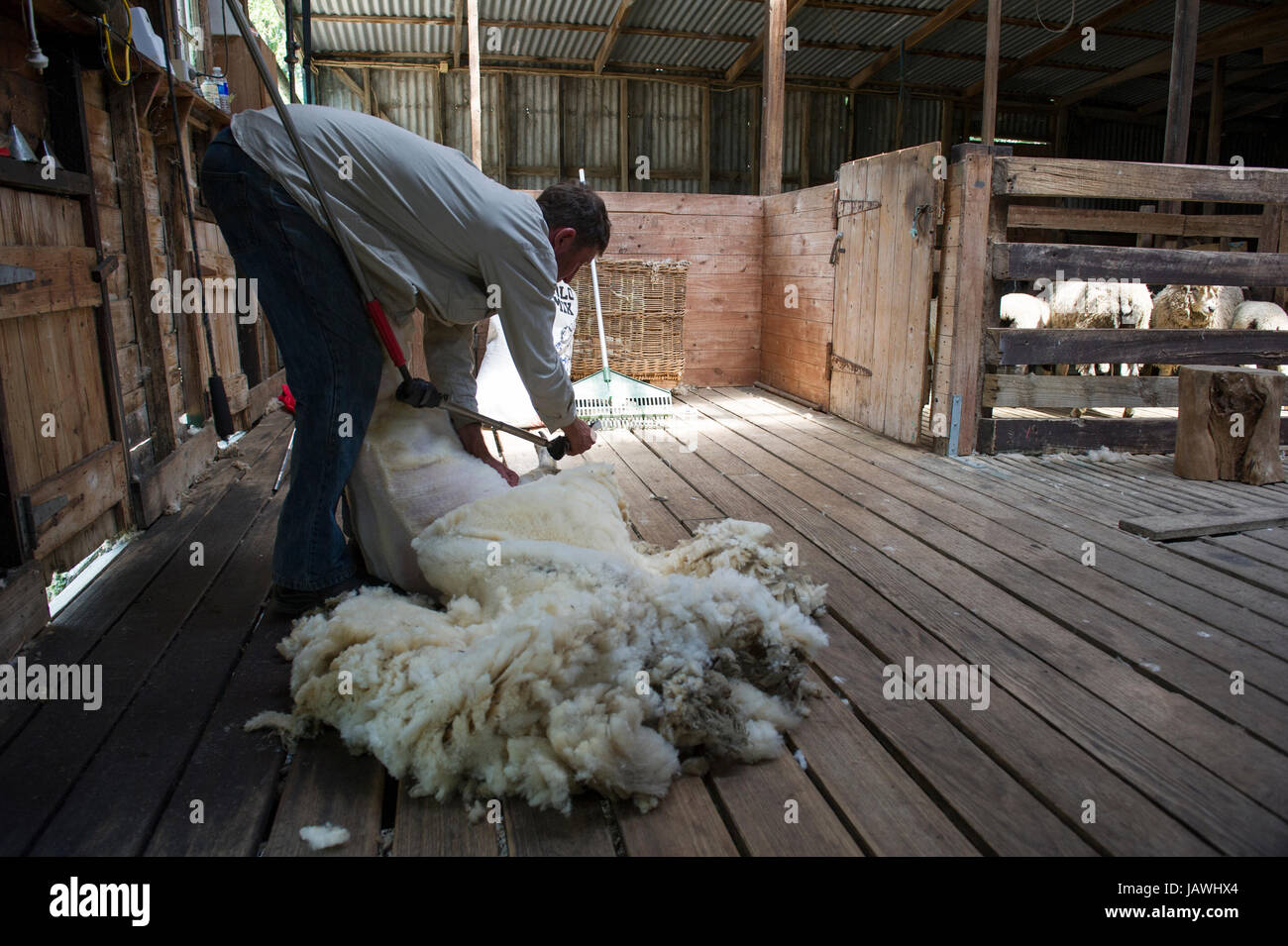 Una taglierina taglia la lana di pecora in un capannone di taglio. Foto Stock