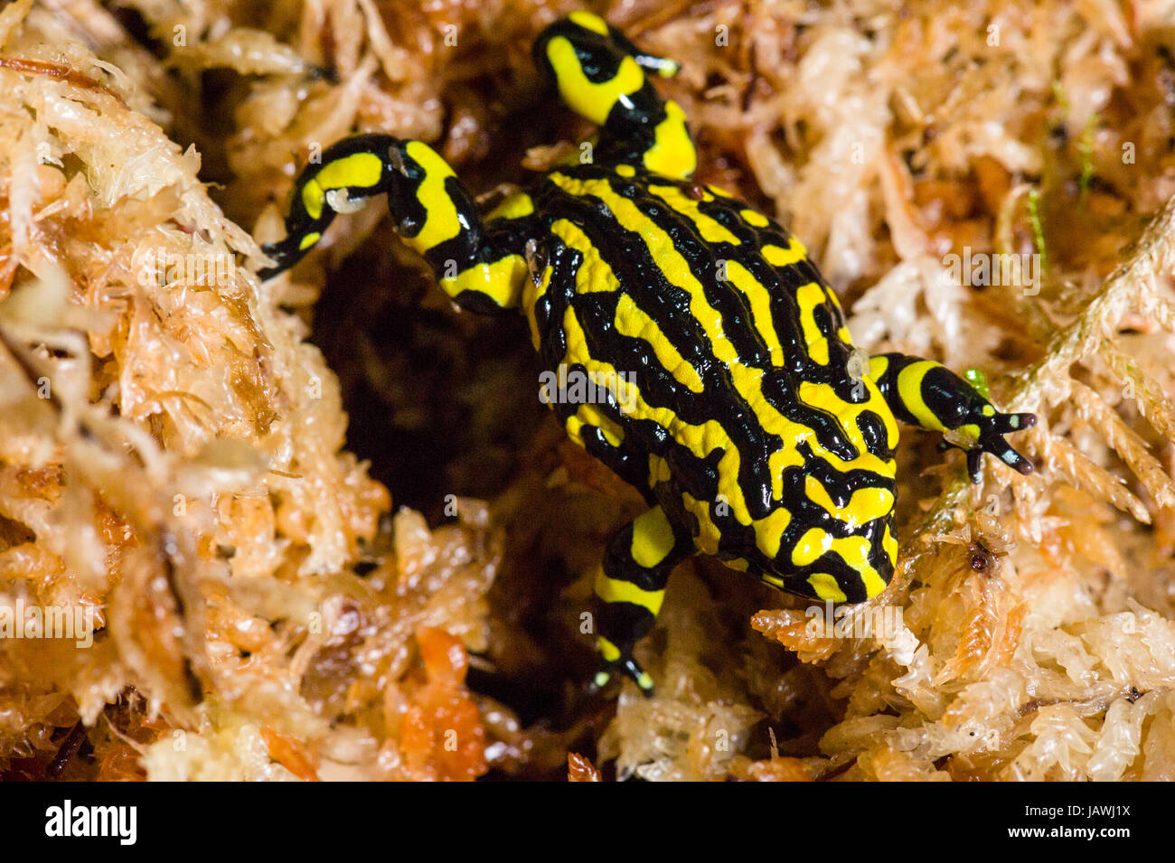 Il colore giallo brillante strisce di una specie gravemente minacciate Corroboree rana in MOSS. Foto Stock