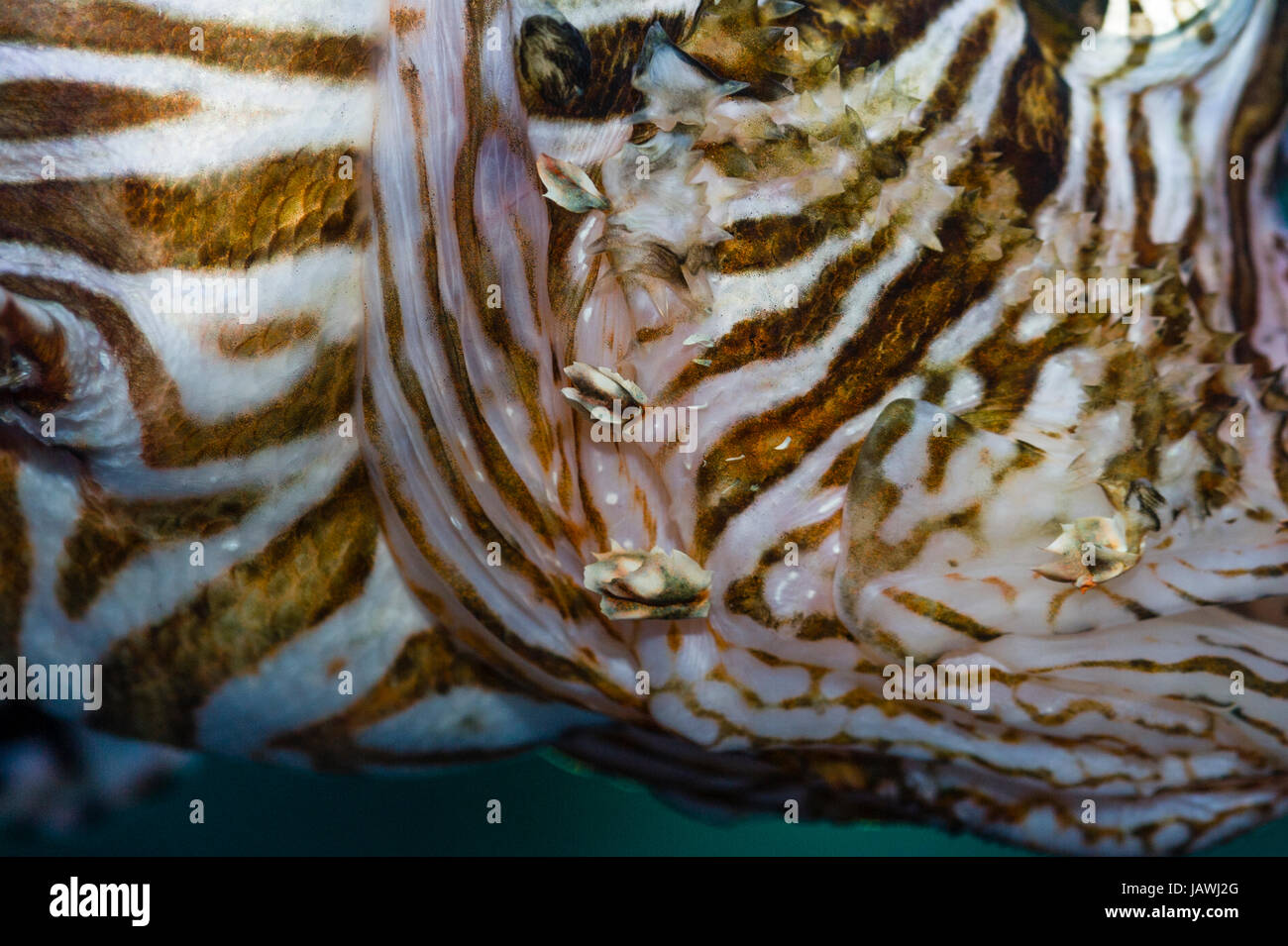 Il leone è un infame Coral reef pesce con distinti modelli di striscia e un mosaico occhio. Foto Stock