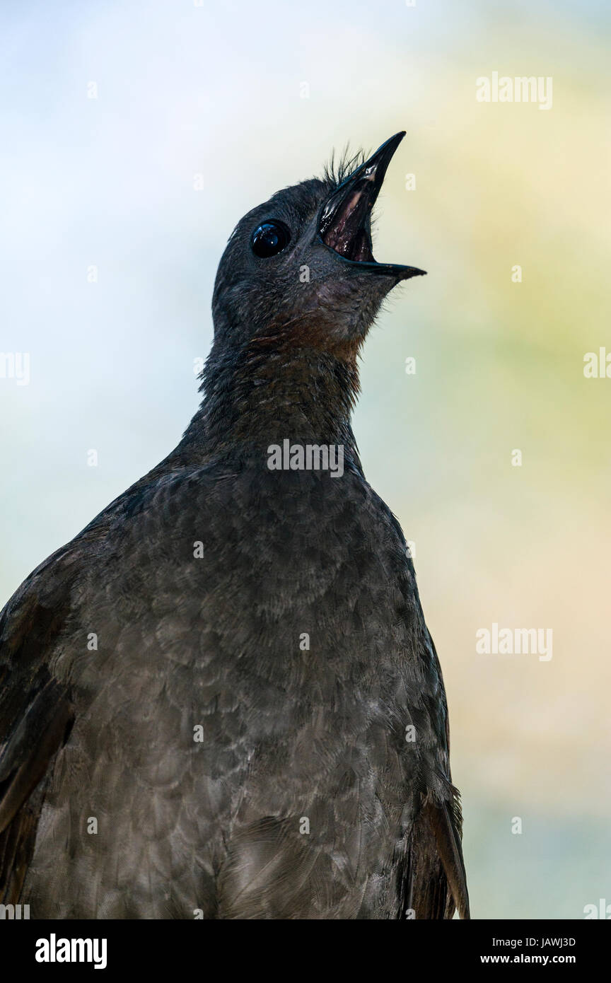 Il superbo Lyrebird riproduce suoni artificiali si sente nell'ambiente. Foto Stock