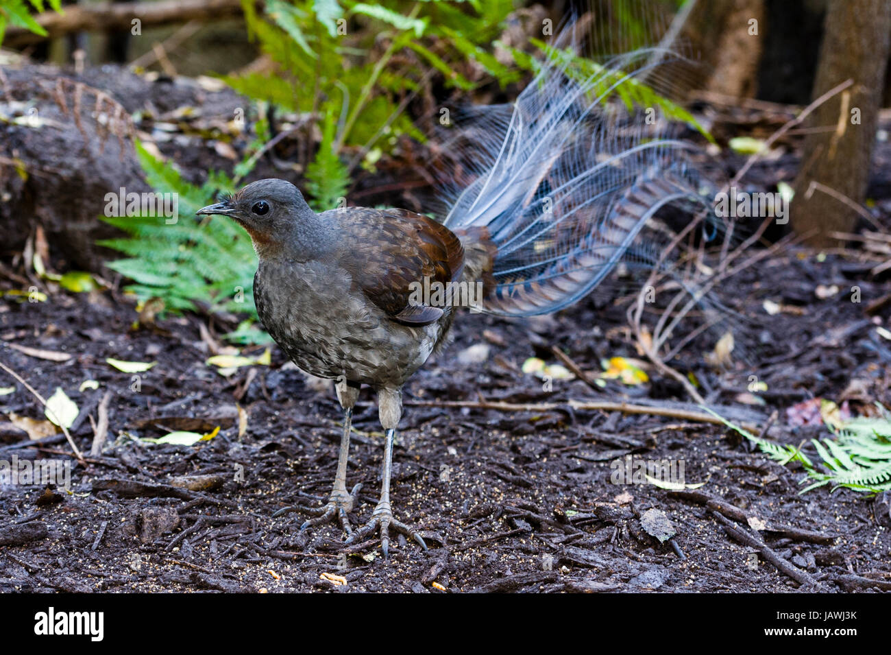 Un superbo maschio Lyrebird foraggio per gli insetti sul pavimento di foresta understorey. Foto Stock