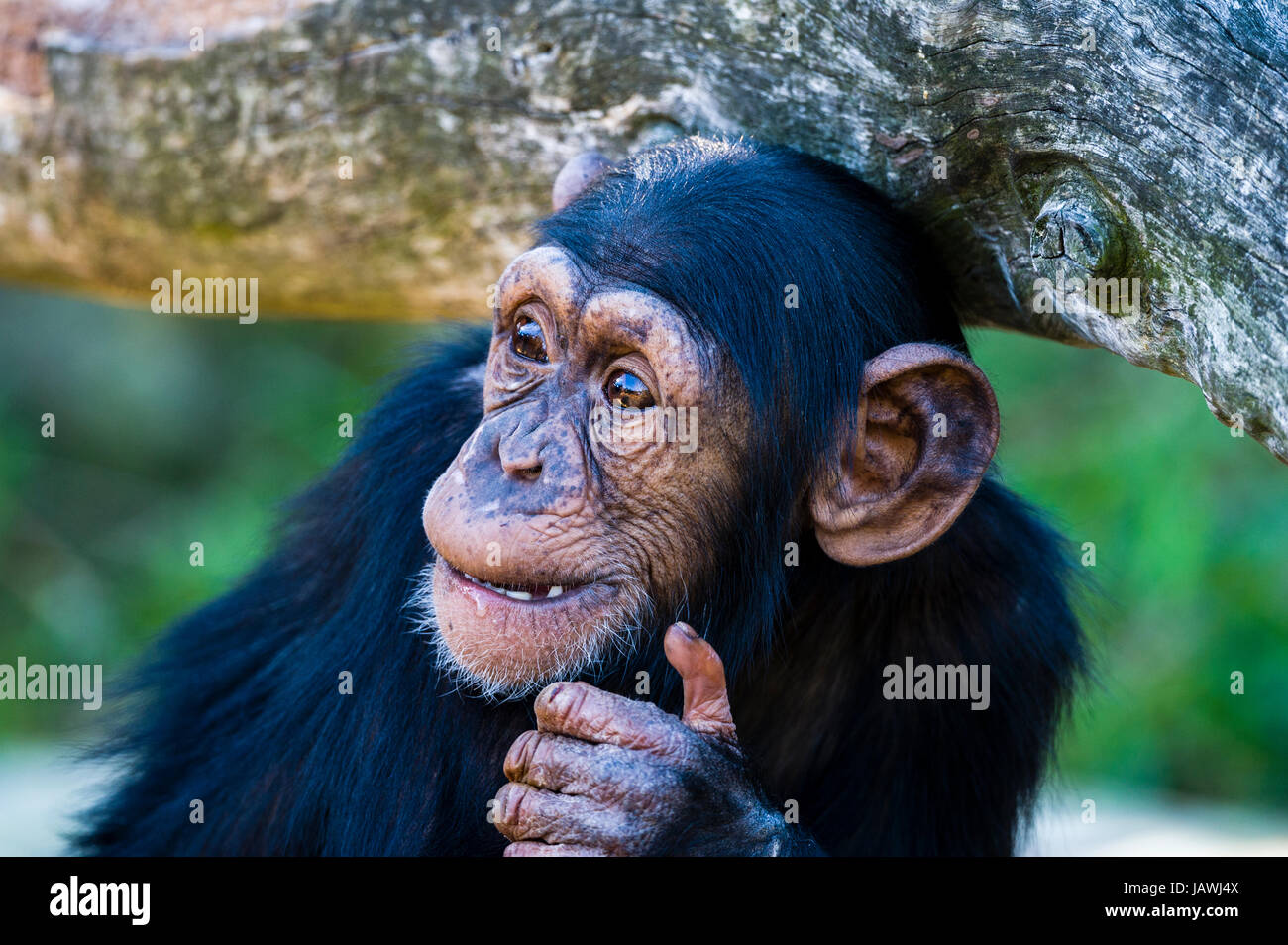 Un neonato di uno scimpanzé sorridente e masticare sulle sementi e i dadi. Foto Stock